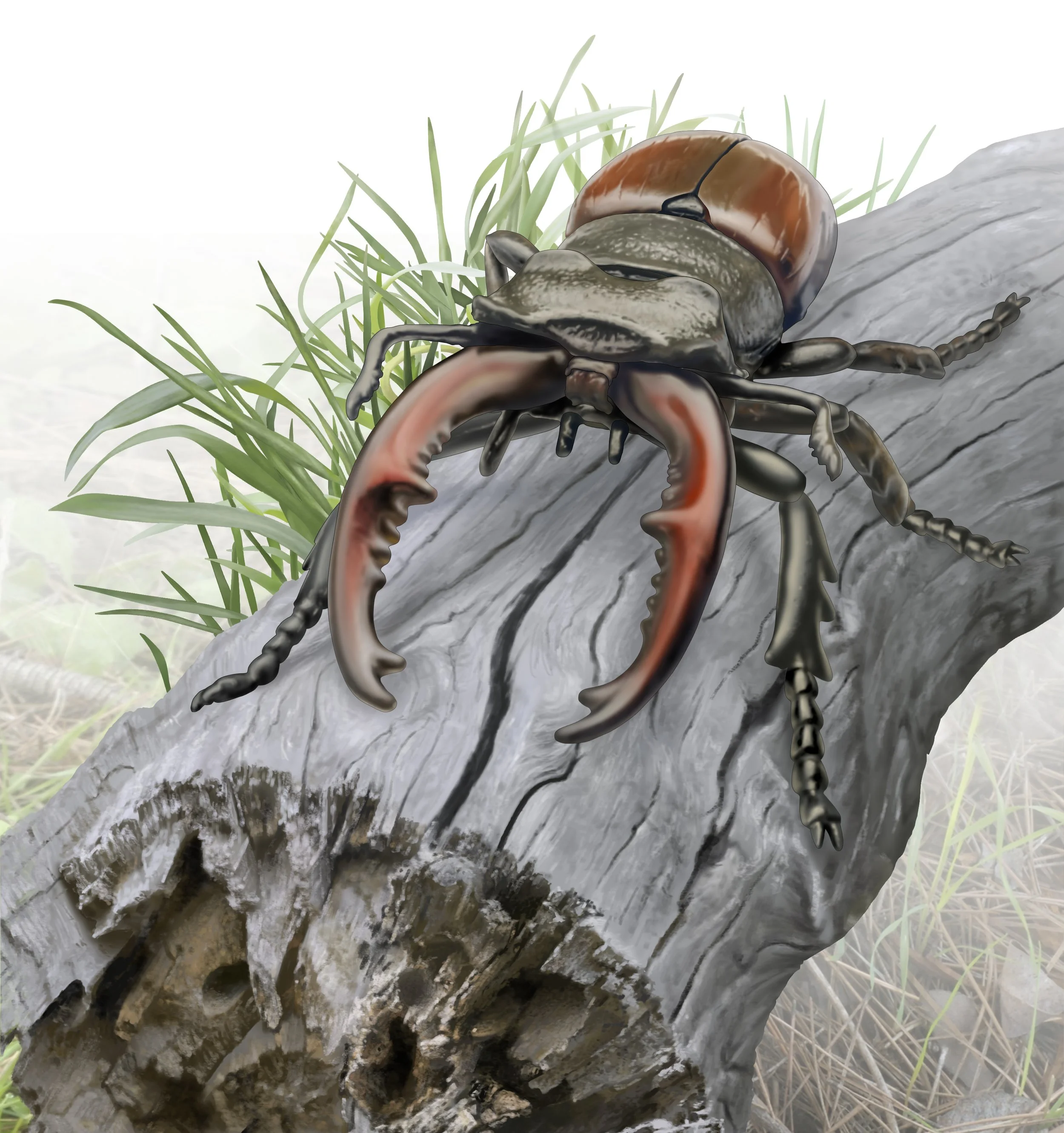 Stag Beetle Illustration R2.jpg