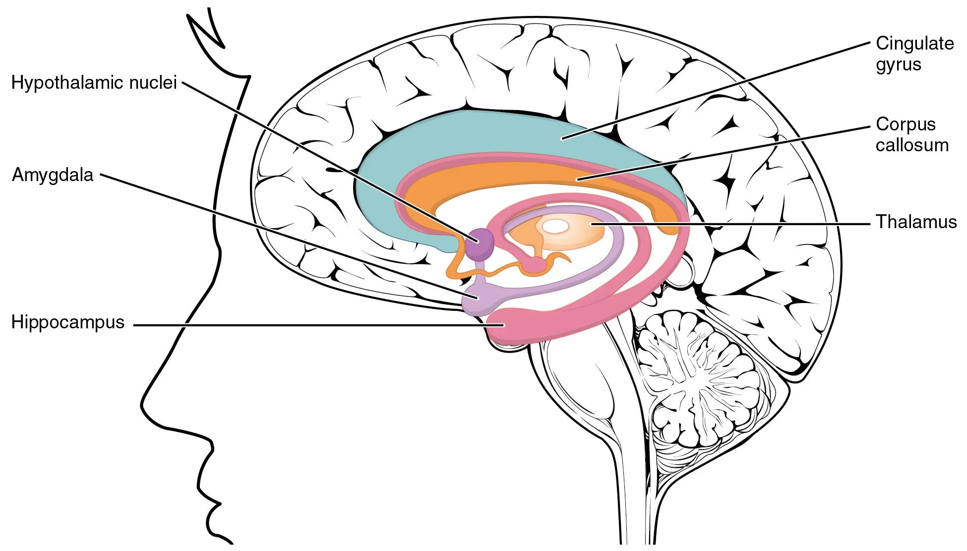 A close up illustration of different sections of the brain to showcase the amygdala's location