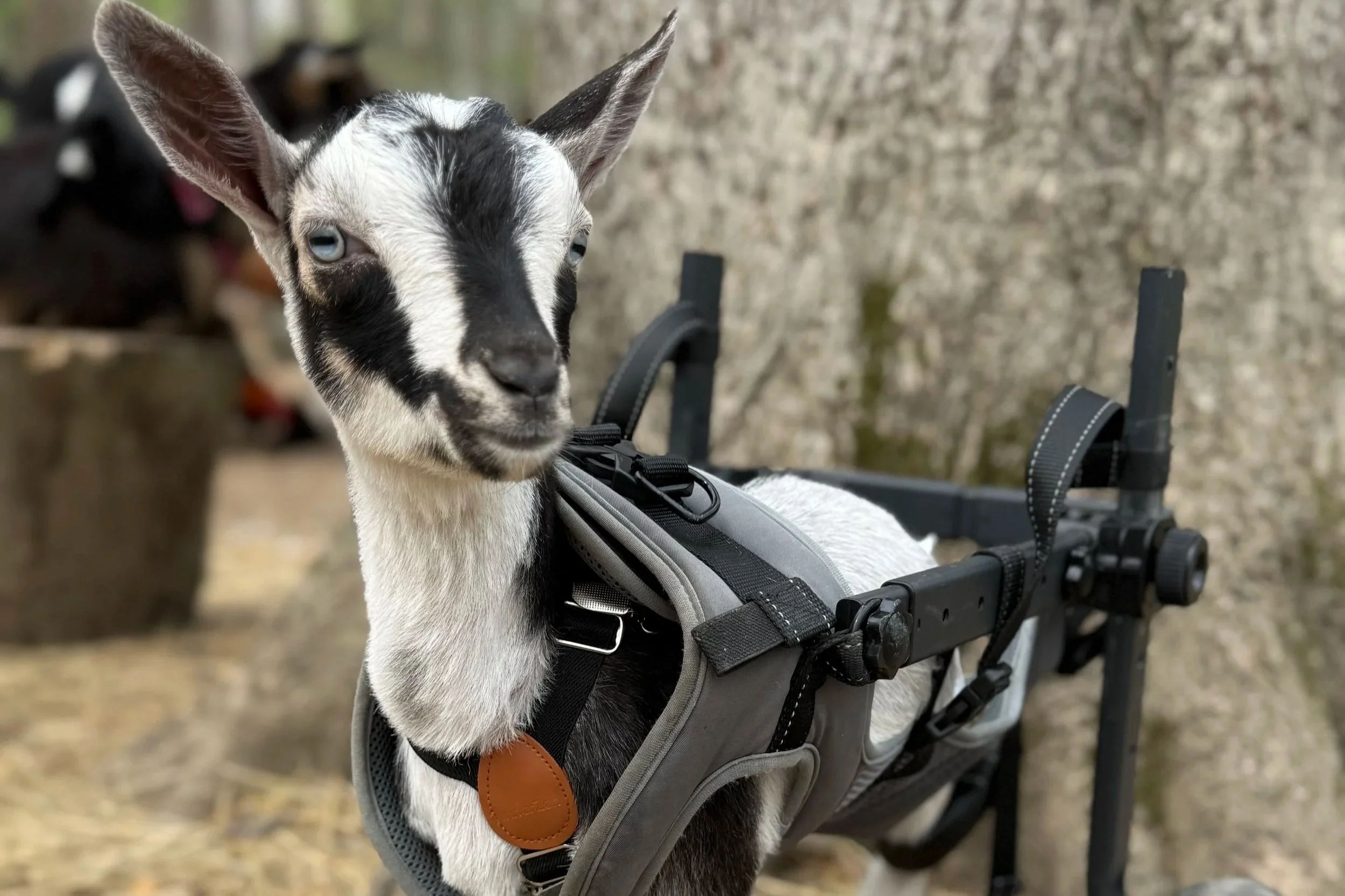 A young goat with black and white fur, blue eyes, and large ears in a harness attached to a wheelchair.