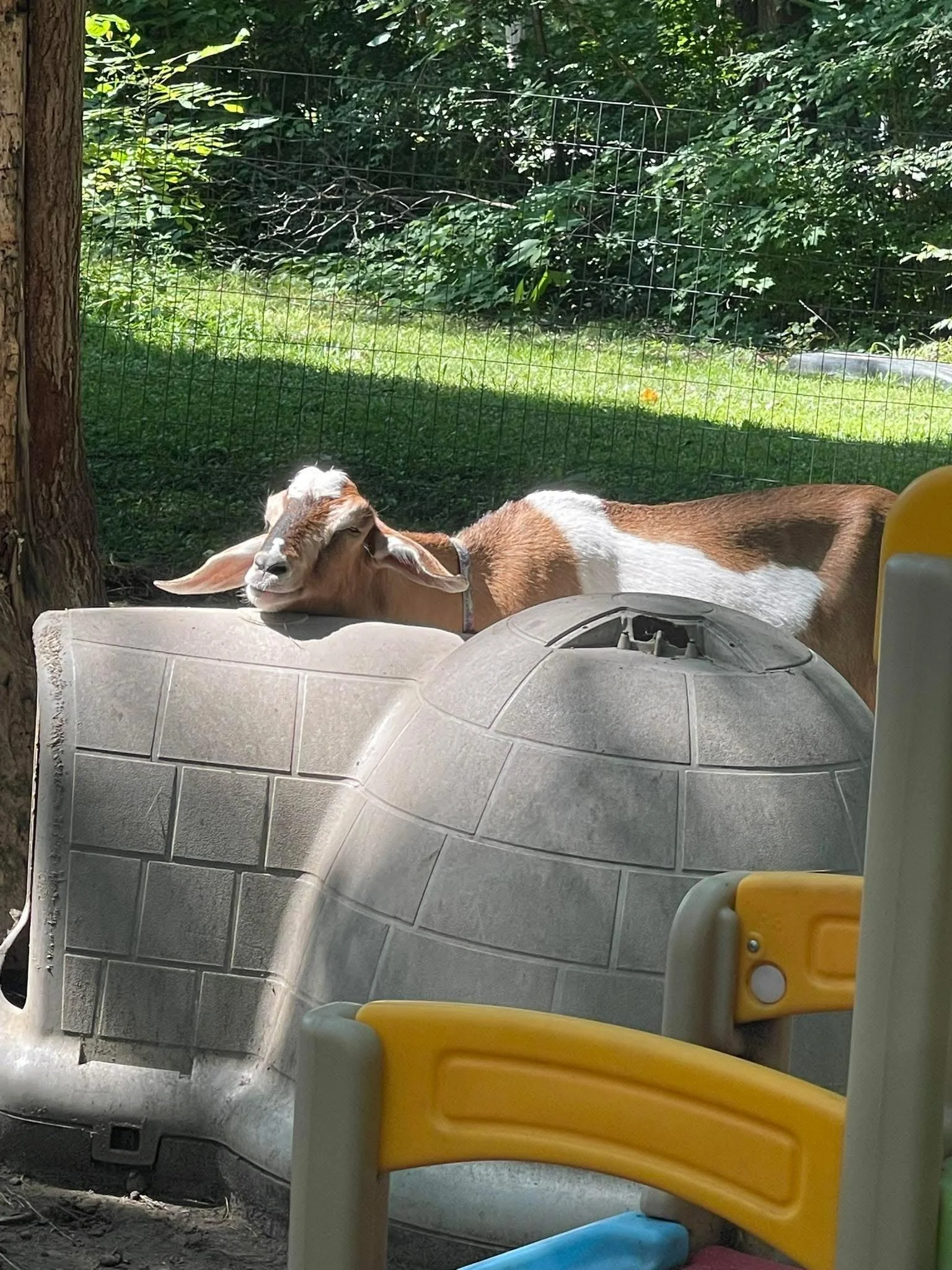 A goat resting on a plastic play structure outdoors, with a chain-link fence and green trees in the background.