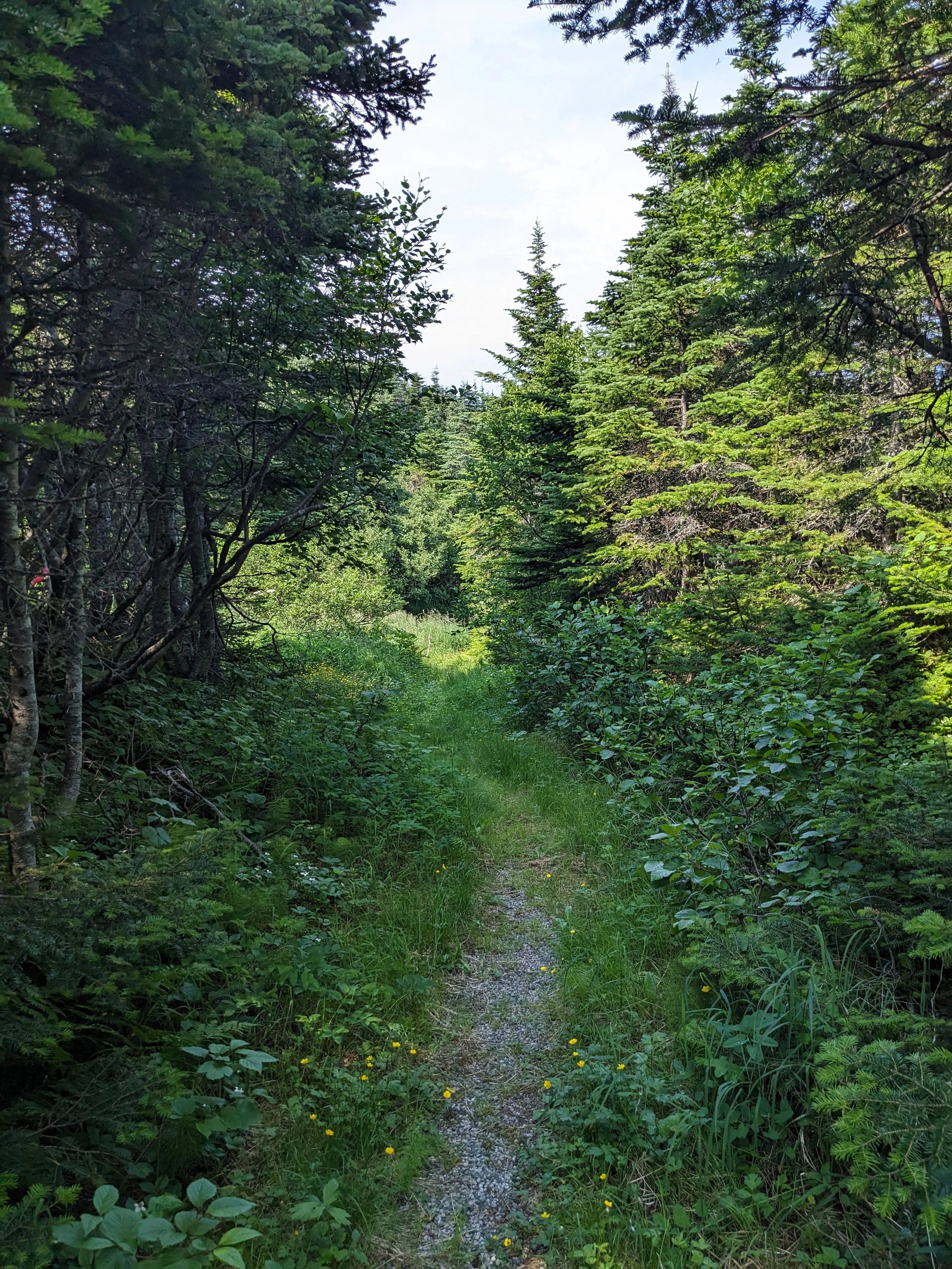 A narrow dirt and gravel trail through a dense forest of tall green coniferous trees with a clear sky above.