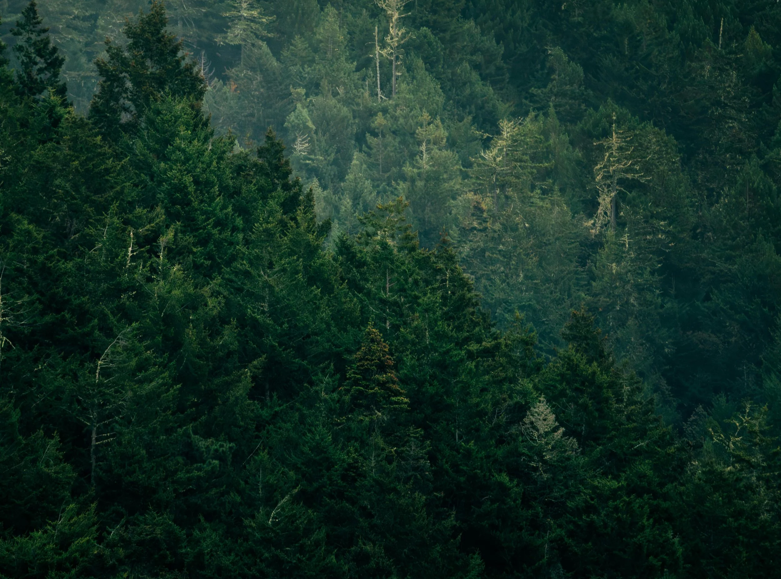 Dense evergreen forest with layers of trees extending into the distance.
