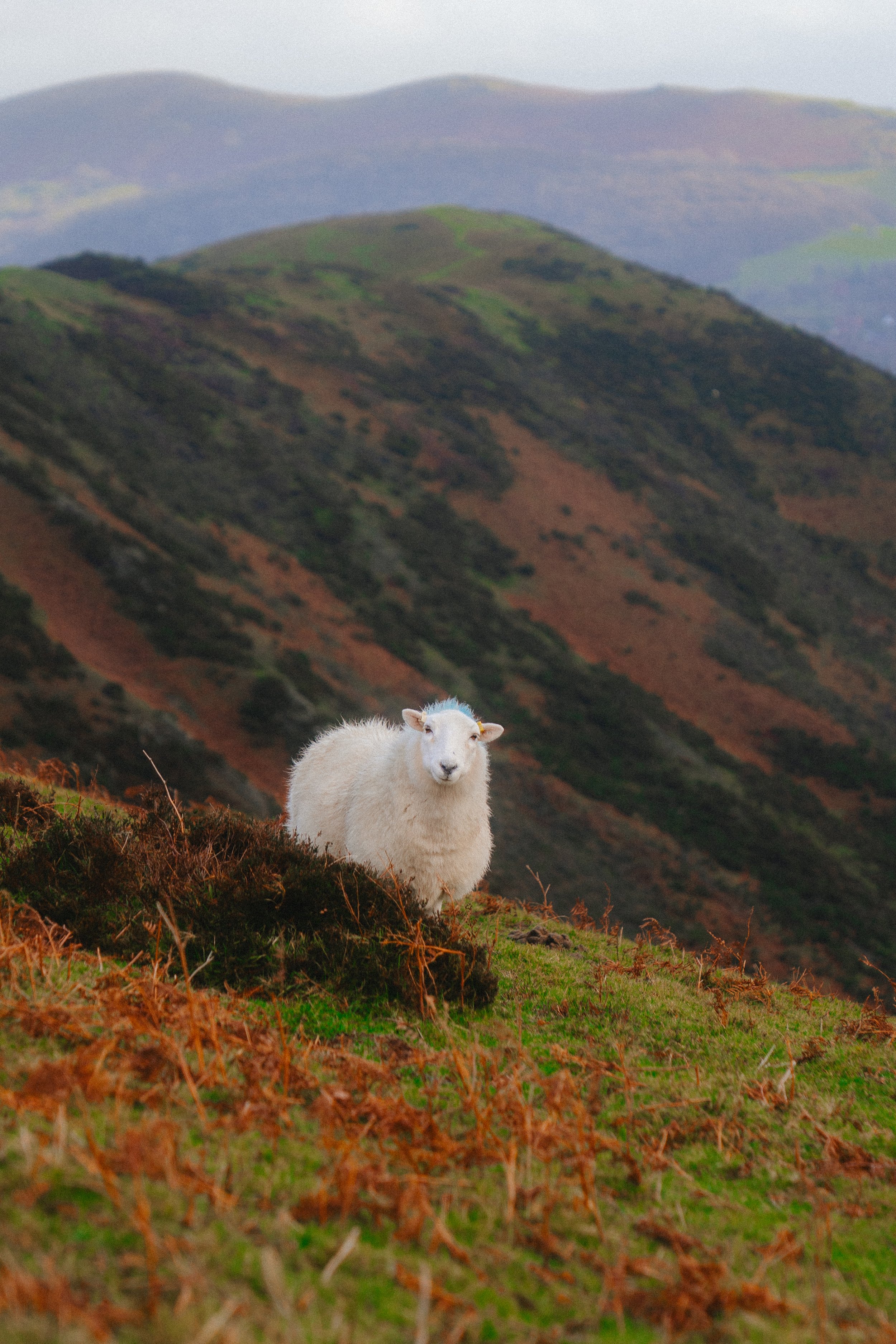 carding-mill-valley-sheep-3.jpg