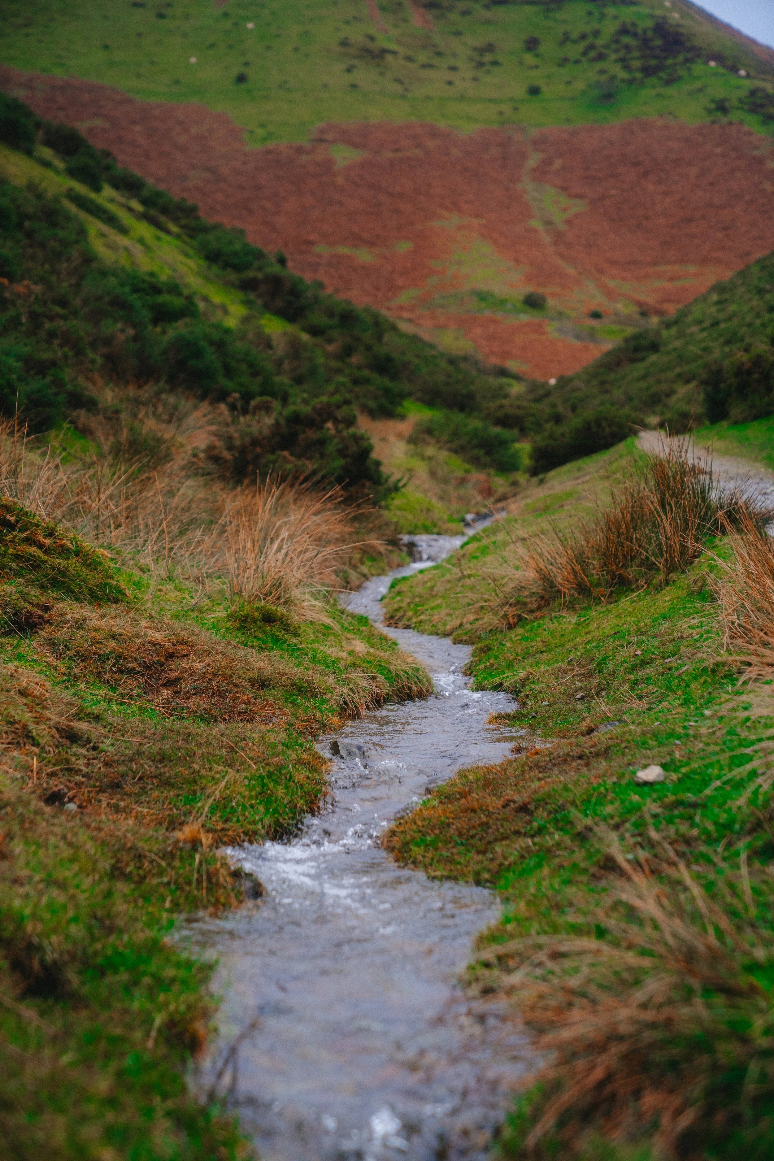 carding-mill-valley-stream.jpg
