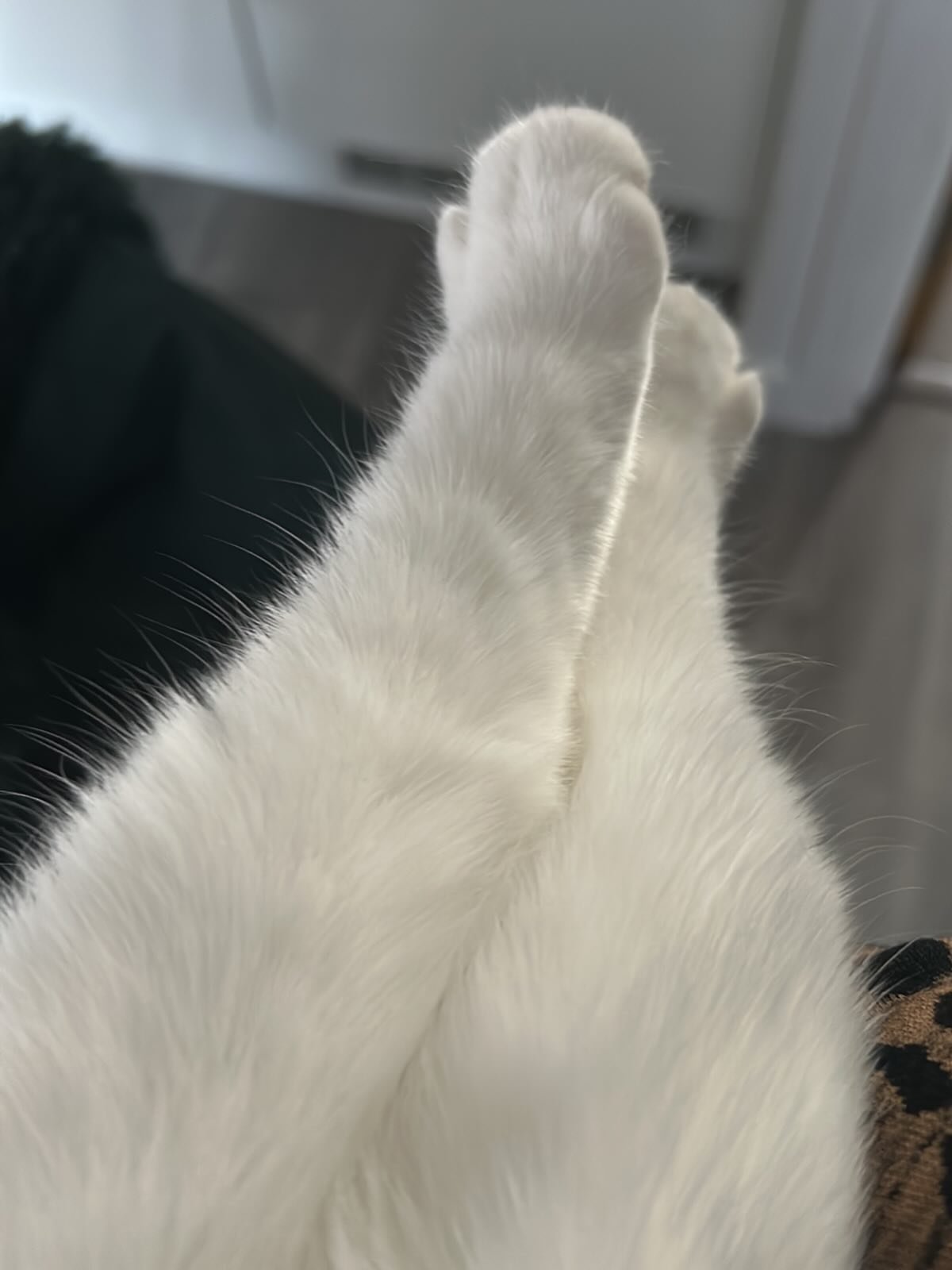 😻 Bobbi 😻
An abstract photo but it deserves a grid post. Bobbi loved to be carried like a baby when I looked after her. Managed to snap a pic of her little legs during it. 🥺🥰😻
..
#emilyscatsitting #cutecat #walthamstowcats #e17 #catsofinstagram