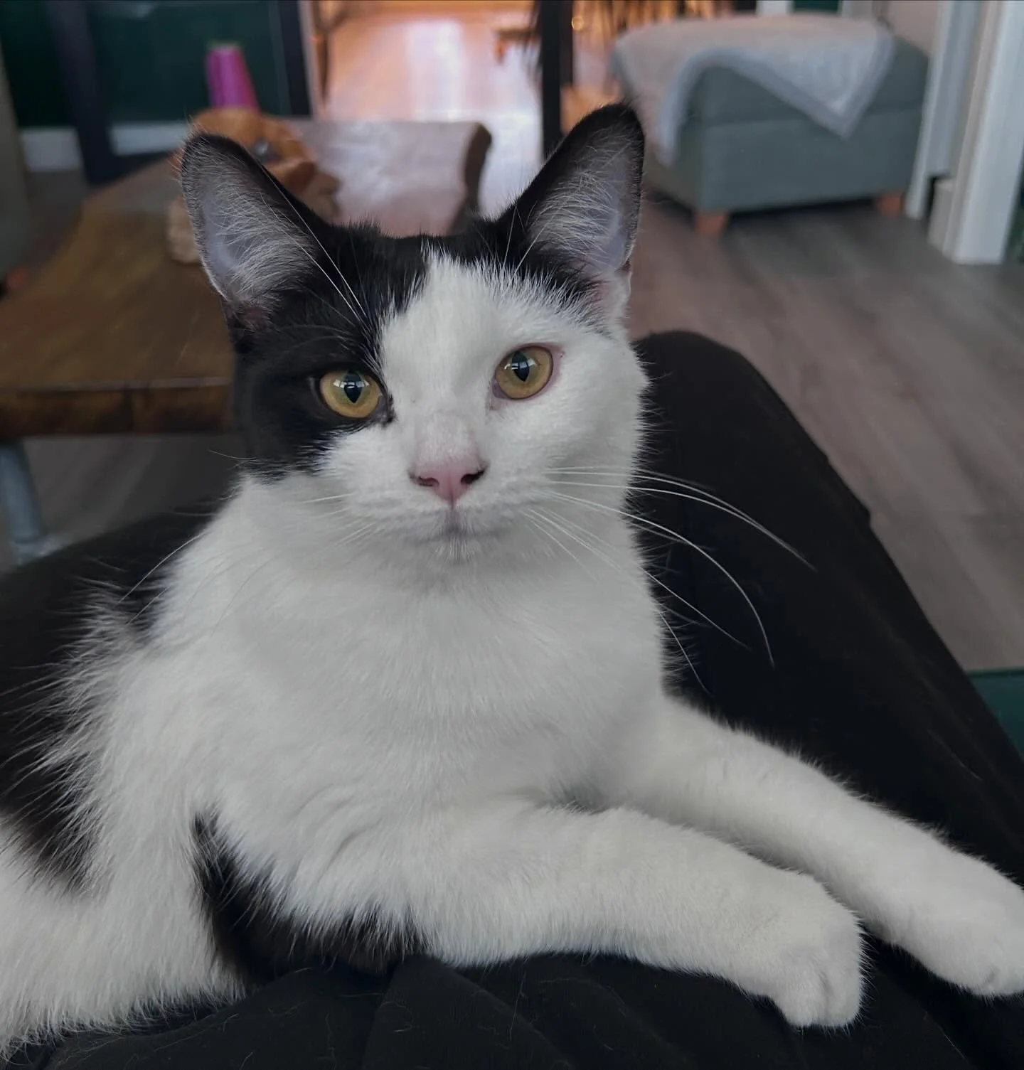 😻 Bobbi 😻
It&rsquo;s been a busy few weeks of cat sitting. And it was a pleasure to look after Bobbi for the first time. So affectionate (we had lots of cuddles and she even curled up on my lap the last couple of days). 
Cat sitting has to be the b