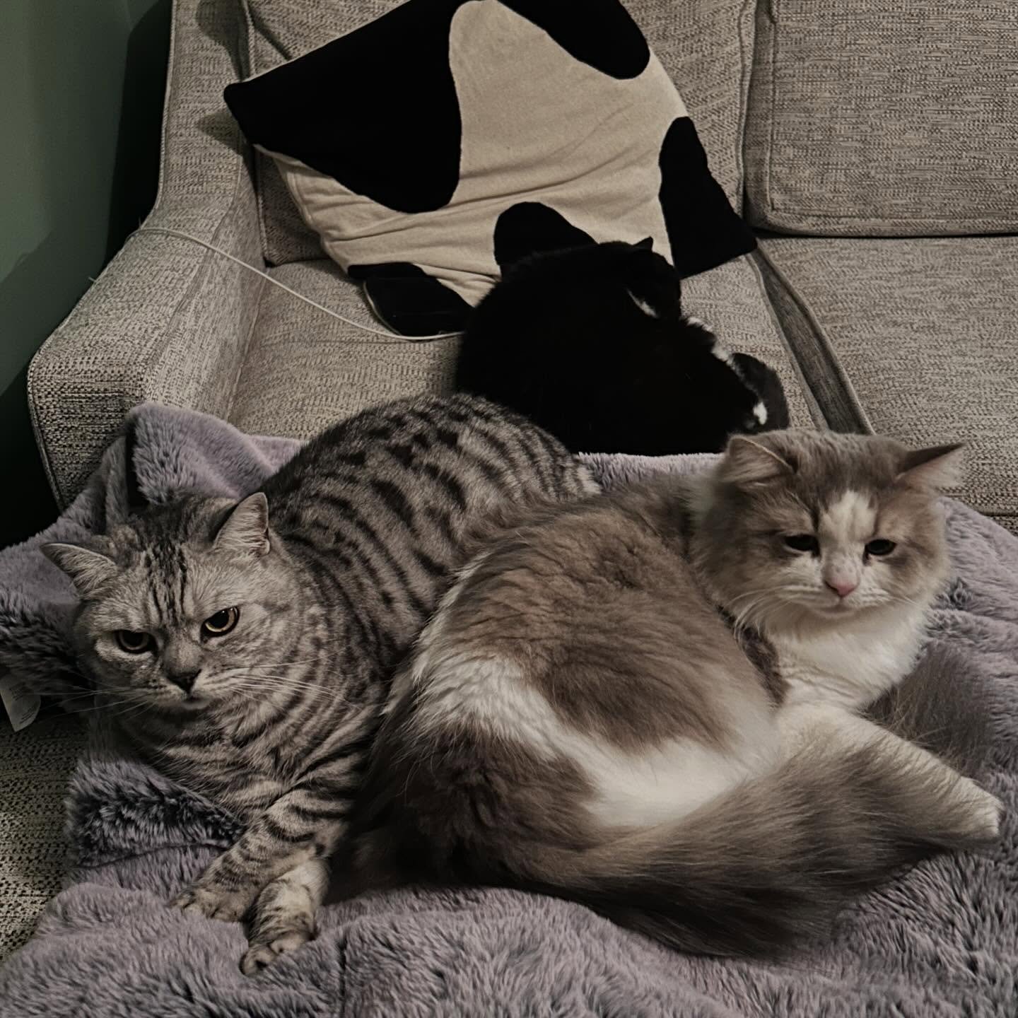 😻 my cat family 😻
This fills my heart with joy to see our 3 cats getting on so well now ❤️. Reggie the rescue joined us last May, after 10 years of just being Missy and Ellie. It was a shock to the system and there&rsquo;s been some tricky times. B