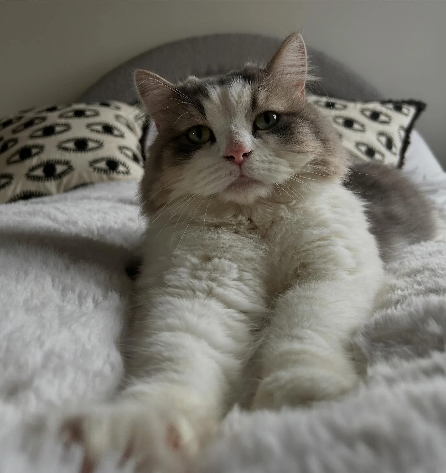 😻 Reggie 😻
Still feel so lucky that this guy joined us. Can&rsquo;t get over his cuteness (and he knows that ❤️). He&rsquo;s just a big fluffy cloud 
..
#cutecat #ragdoll #catsofinstagram #rescuecat #rescuecatsofinstagram