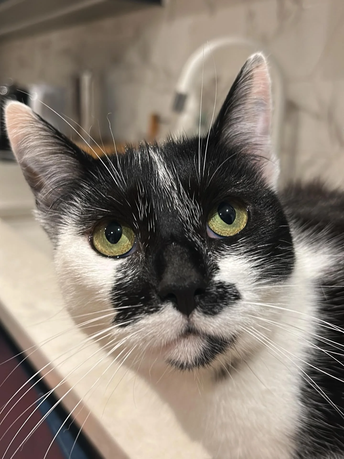 😻 Maggie 😻
Always looks so serious in photos. Such a polite softie. Always look forward to my cat sits with Maggie and the leg rubs whilst prepping her food! 
..
#blackandwhitecat #instacat #catsitting