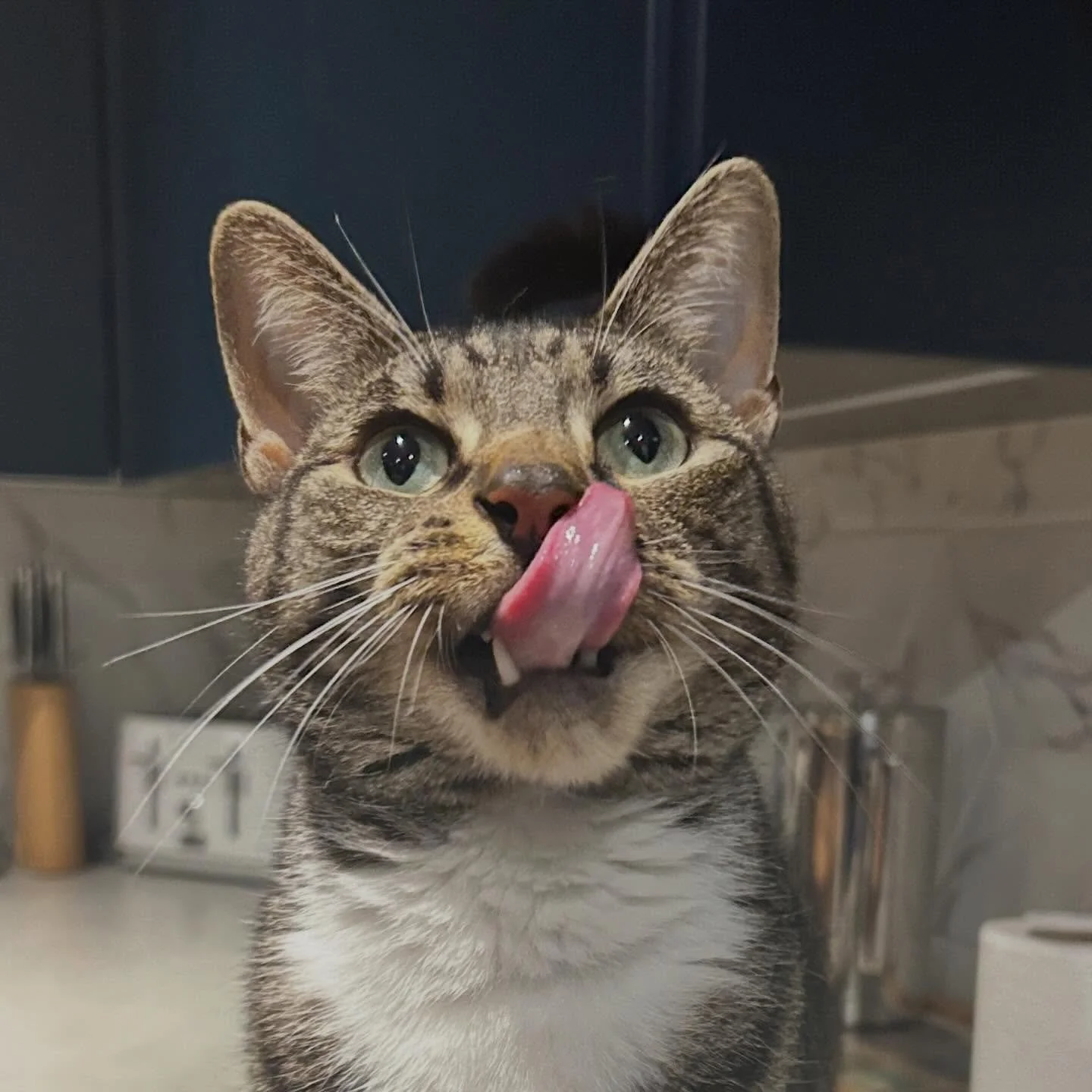 😻 Stripey 😻
Lovely couple of weeks hanging out with this guy. Extreme talents in eating food at the speed of light. 
..
#catsit #catsofinstagram #tabby #cutecat #catsitting