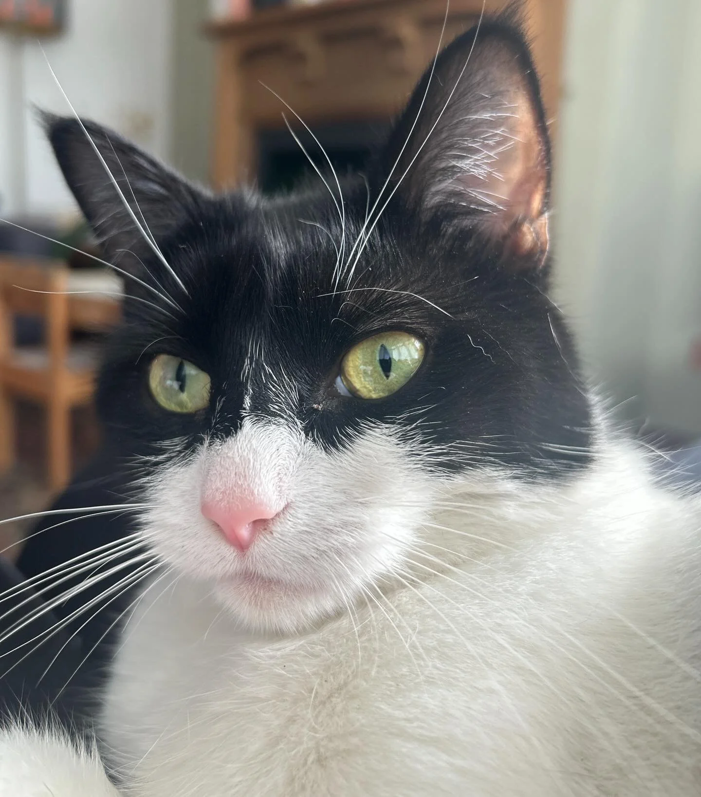 😻 Eve 😻
I had a lovely time looking after Eve again recently. Such brilliant mask like face markings. Swipe for a sassy face pic. 
..
#emilyscatsitting #catsitting #walthamstow #instacat #londoncatsit