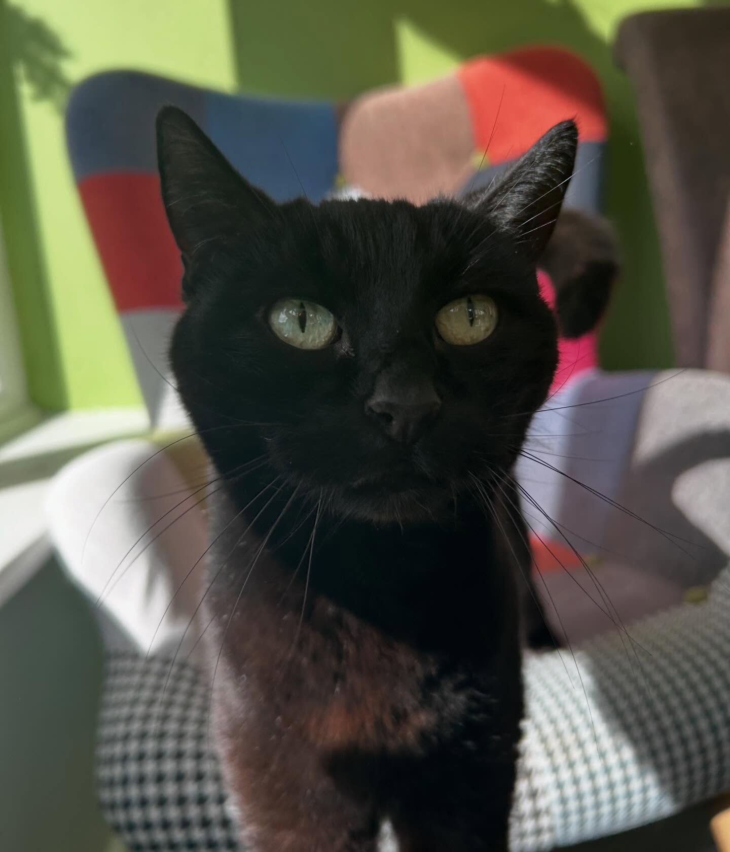😻 Annie 😻
Enjoying some sunshine on her fancy patchwork chair the other week. A purrfect sunbathing spot for a tough day of doing nothing. 
..
#emilyscatsitting #walthamstow #catsofinstagram #blackcat #londoncatsitting