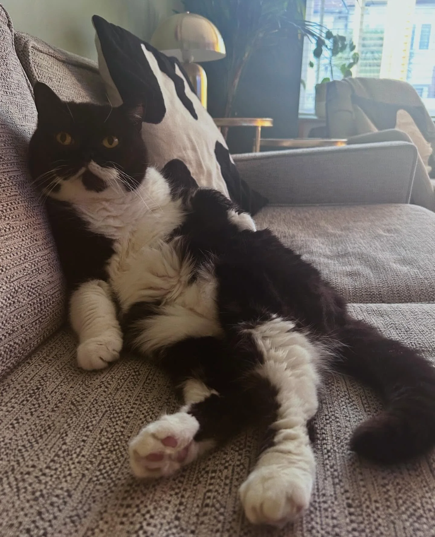 😻 Missy 😻
The levels of sass on this girl.  This sofa is hers now 
..
#bsh #britishshorthair #catsofinstagram #cutecat #catsitter