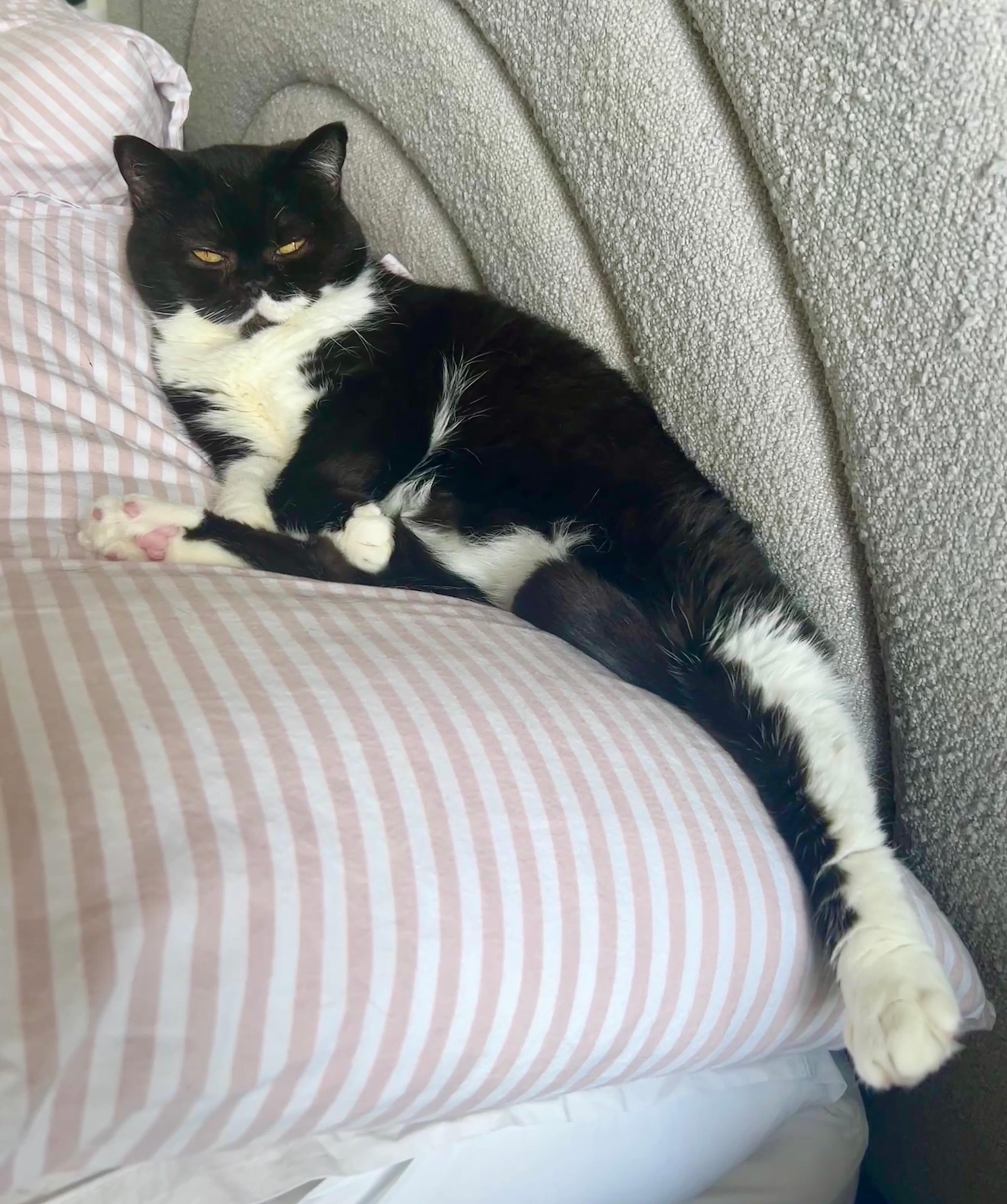 😻 Missy 😻
Caught missy relaxing like this on my pillow earlier. What an absolute lad. 😅
..
#britishshorthair #catsofinstagram #cutecat #blackandwhitecat #instacat
