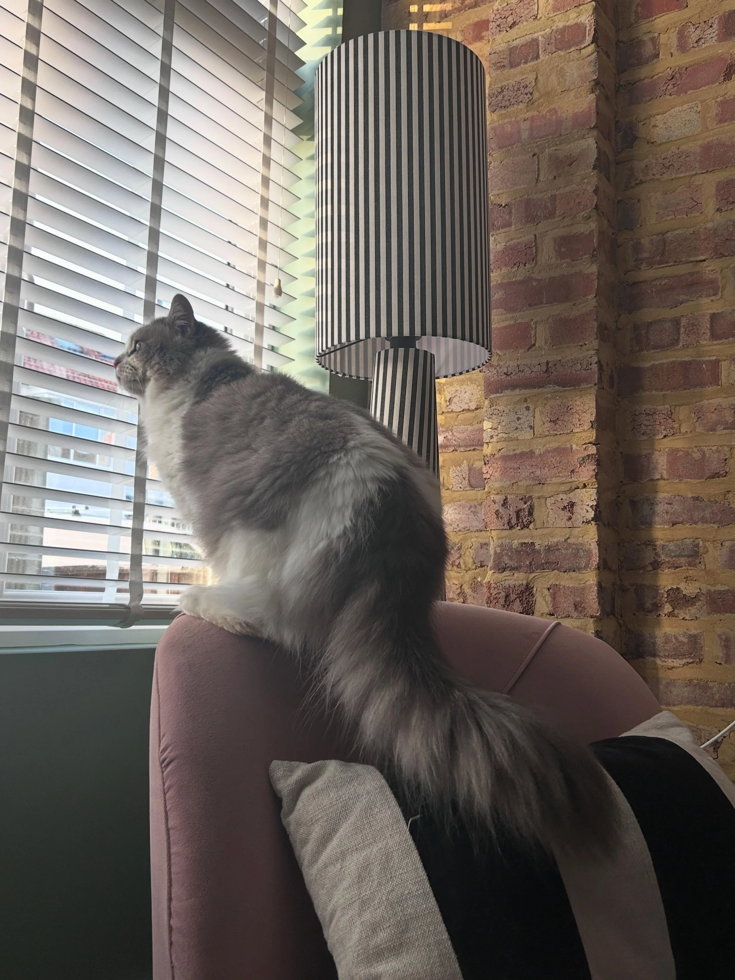 😻 Reggie 😻
Loves being a nosey neighbour. Always watching the people walk by and most excited on bin day! 
..
#ragdoll #catsofinstagram #instacat @cats_of_instagram #funnycat