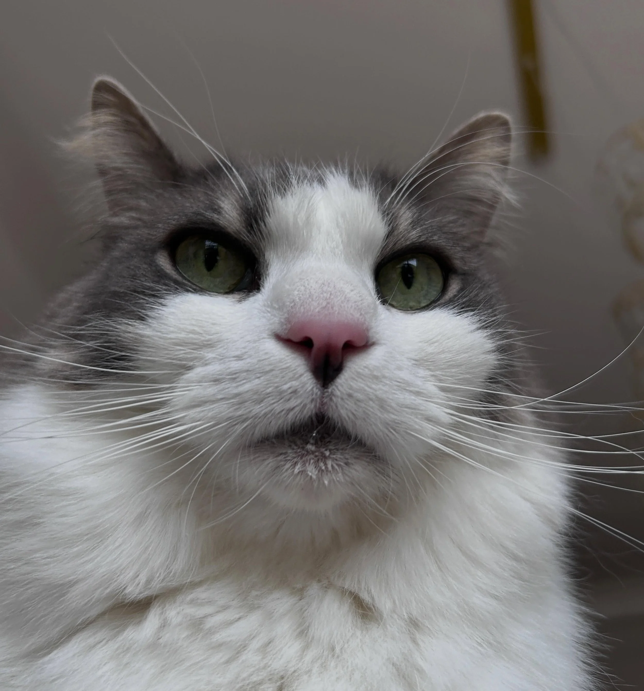 😻 Barry 😻
First sit with Barry this weekend. A Maine coon / british short hair cross. What a guy and what a face 😻. LOL-ing at his cute wet chin after enjoying some water. 
..
#chin #instacat #catsofinstagram #catsitting @cats_of_instagram #cuteca