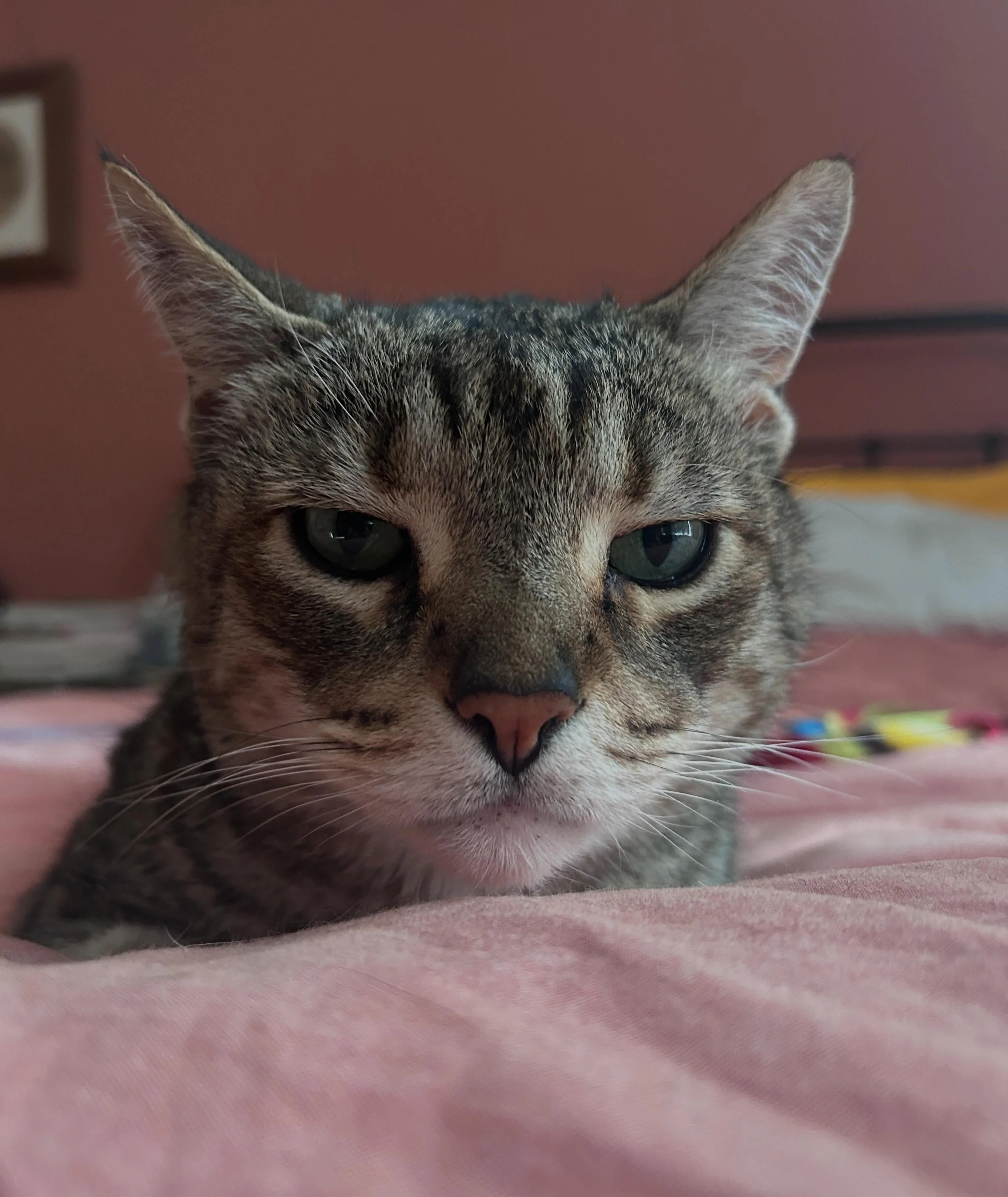 😻 Richard Parker 😻
Such old man energy and an amazingly distinctive face ❤️. Loved looking after him last week. What a guy. 
..
#Tabby #e17catsitting #walthamstowcatsitting #instacat #emilyscatsitting