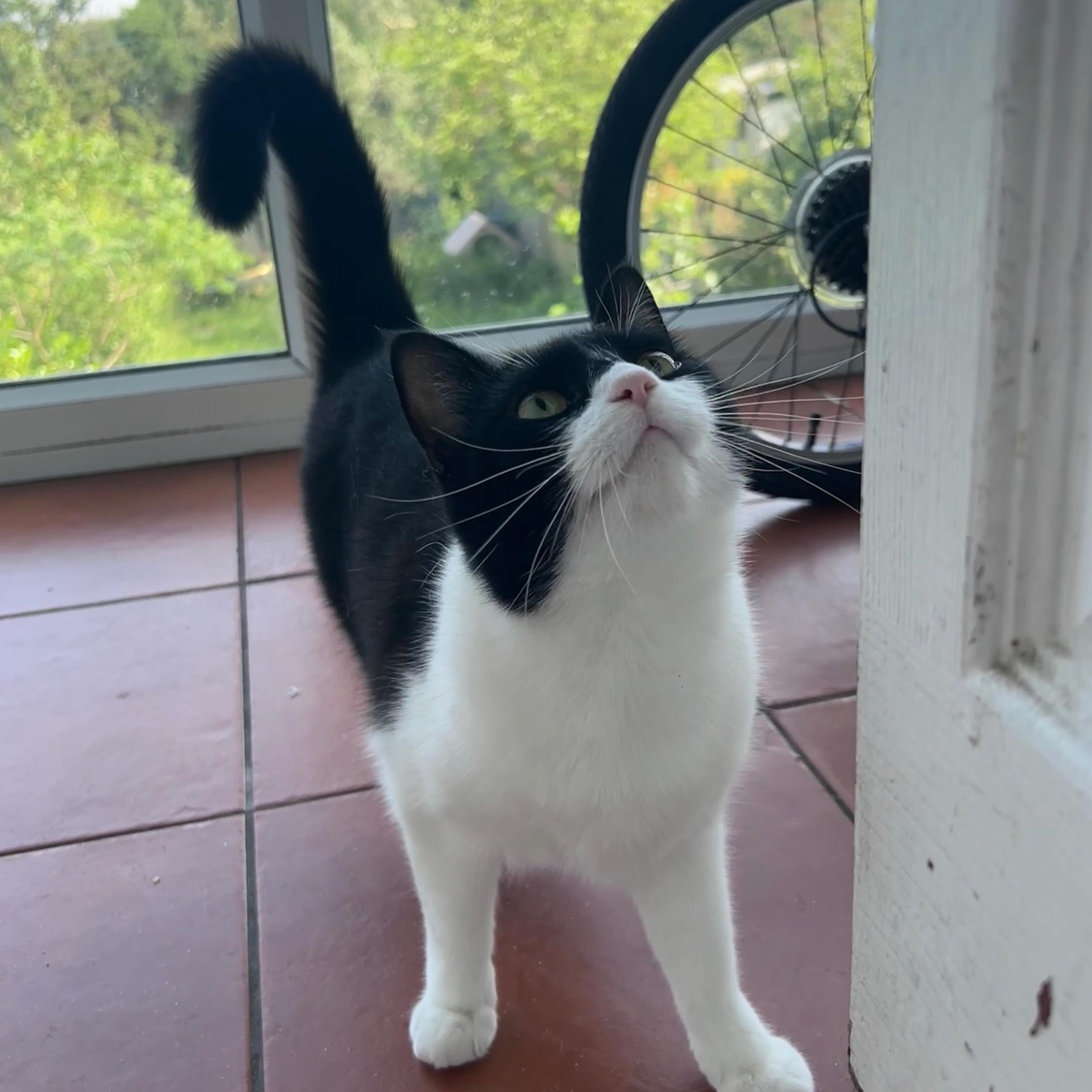 😻 Eve 😻 
Such a sassy little lady exploring the outdoors in her fancy mask. Great popping by for some time with her this weekend. 
..
#walthamstowcatsitting #e17cats #catsofinstagram #blackandwhitecat #catsitting