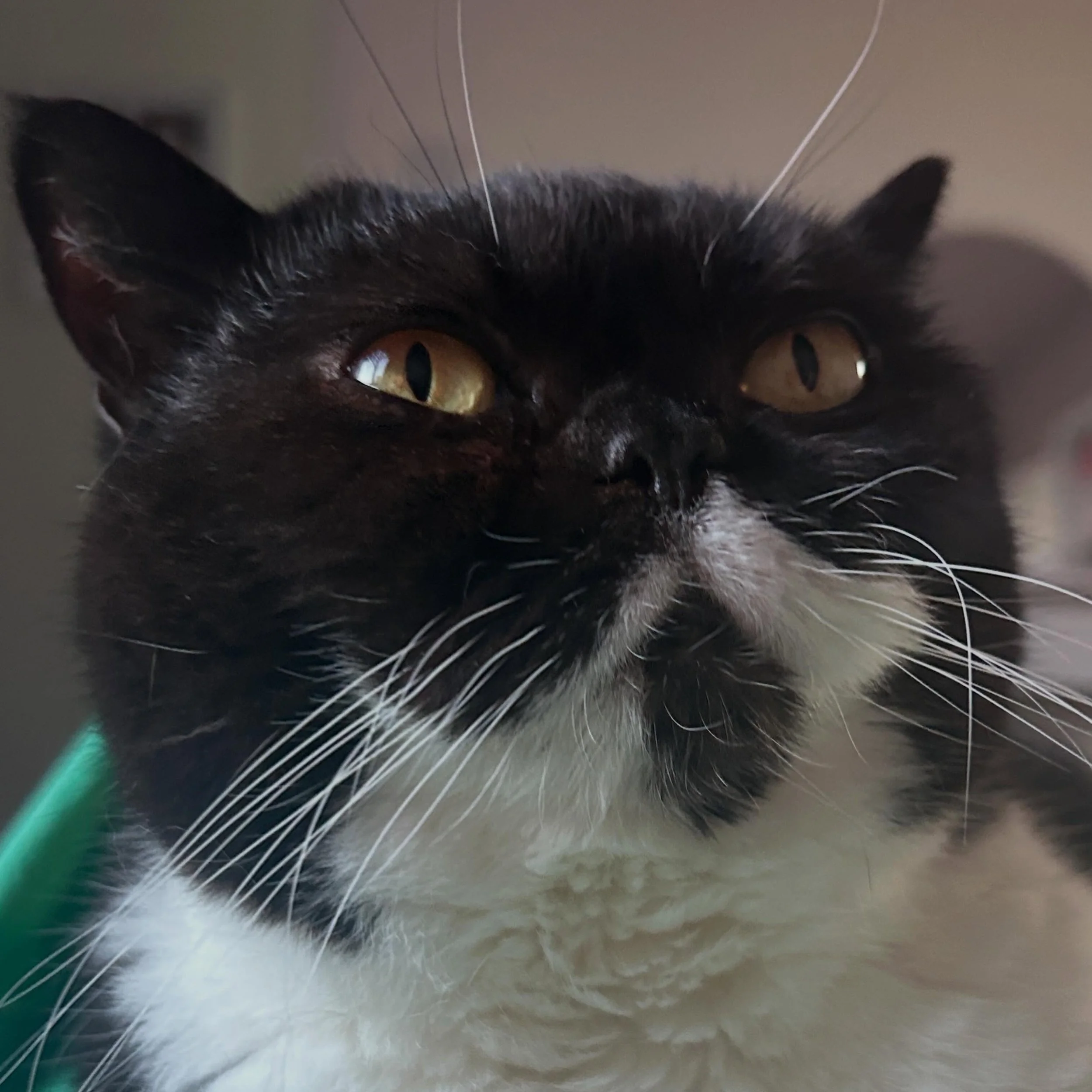 😻 missy 😻
If I lie down on my bed she&rsquo;s there! Swipe for purrs ❤️
Such a soppy cat. 
..
#walthamstowcatsitter #bsh #catsofinstagram #e17cat #e17community