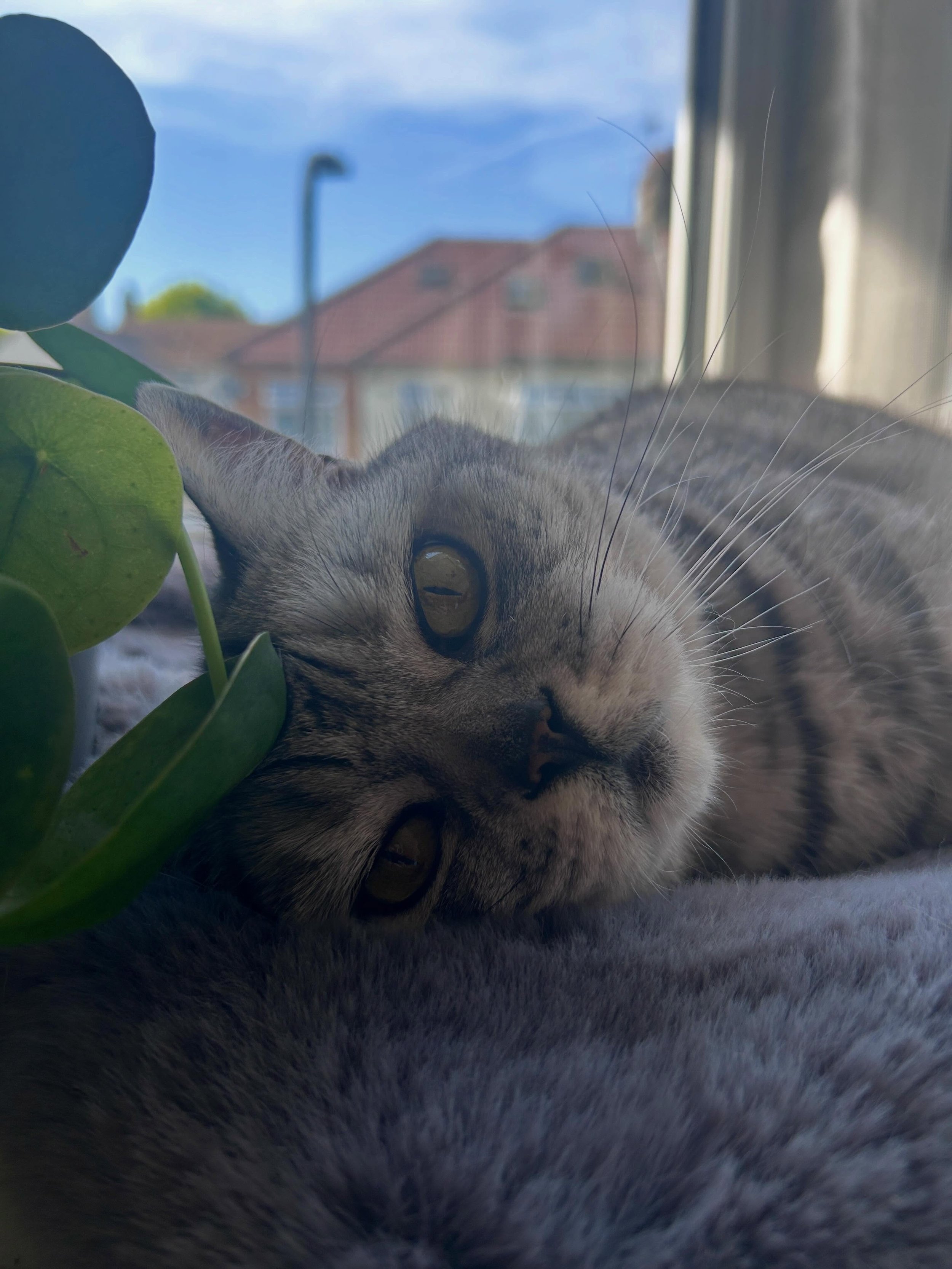 😻 Ellie 😻
Relaxing on the windowsill with her cute little plant hat. 
..
#silverspottedshorthair #bsh #walthamstowcatsitting #e17cat #catsofinstagram