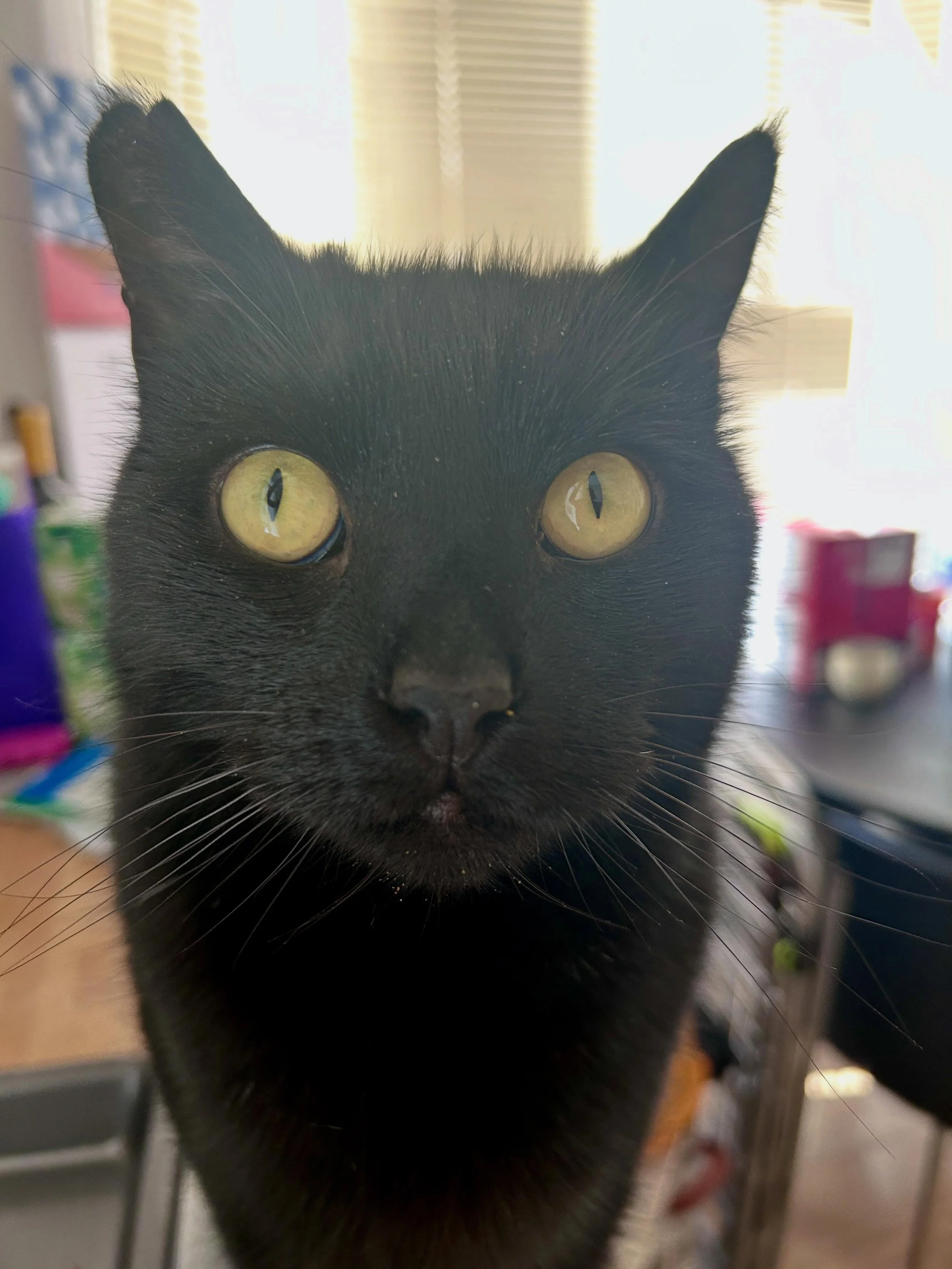 😻 Glen 😻
Looks like a tough guy with his little torn ear but swipe for funtime play photos. Those little legs 😻😅
..
#walthamstowcatsitter #e17cats #instacat #catsofinstagram #emilyscatsitting