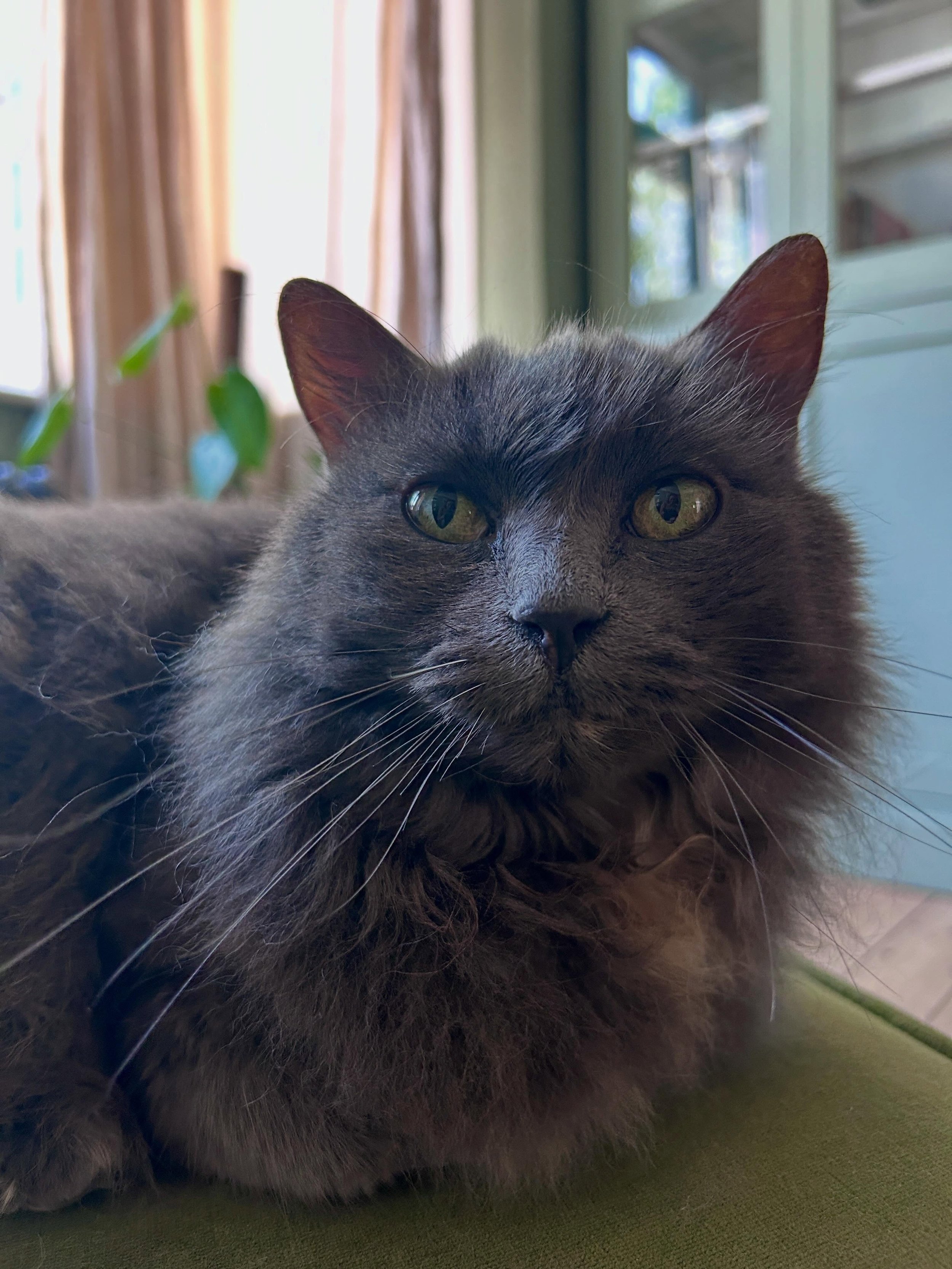 😻 Donna 😻
So lovely getting to know Donna the other weekend. One of my new besties 🥰. Swipe for extreme floof, waiting at windows for me and goodbye head bumps 🥺. See you again soon Donna! 
#walthamstowcatsitter #e17cats #catsofinstagram #e17 #em