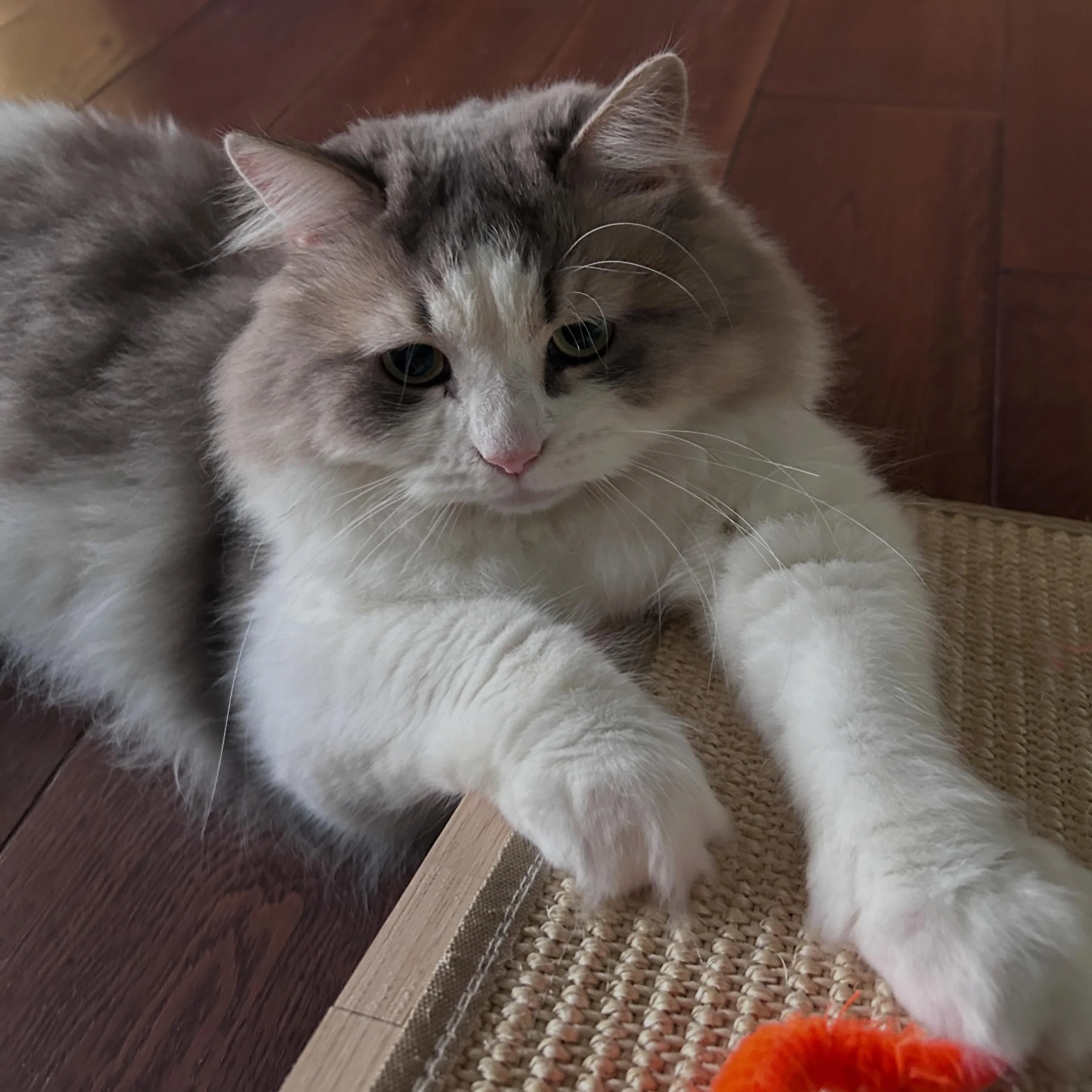 😻 Reggie 😻
Being super cute and fluffy this evening. Love this guy. ❤️
..
#catsofinstagram #ragdoll #walthamstow #e17catsitting #e17cats