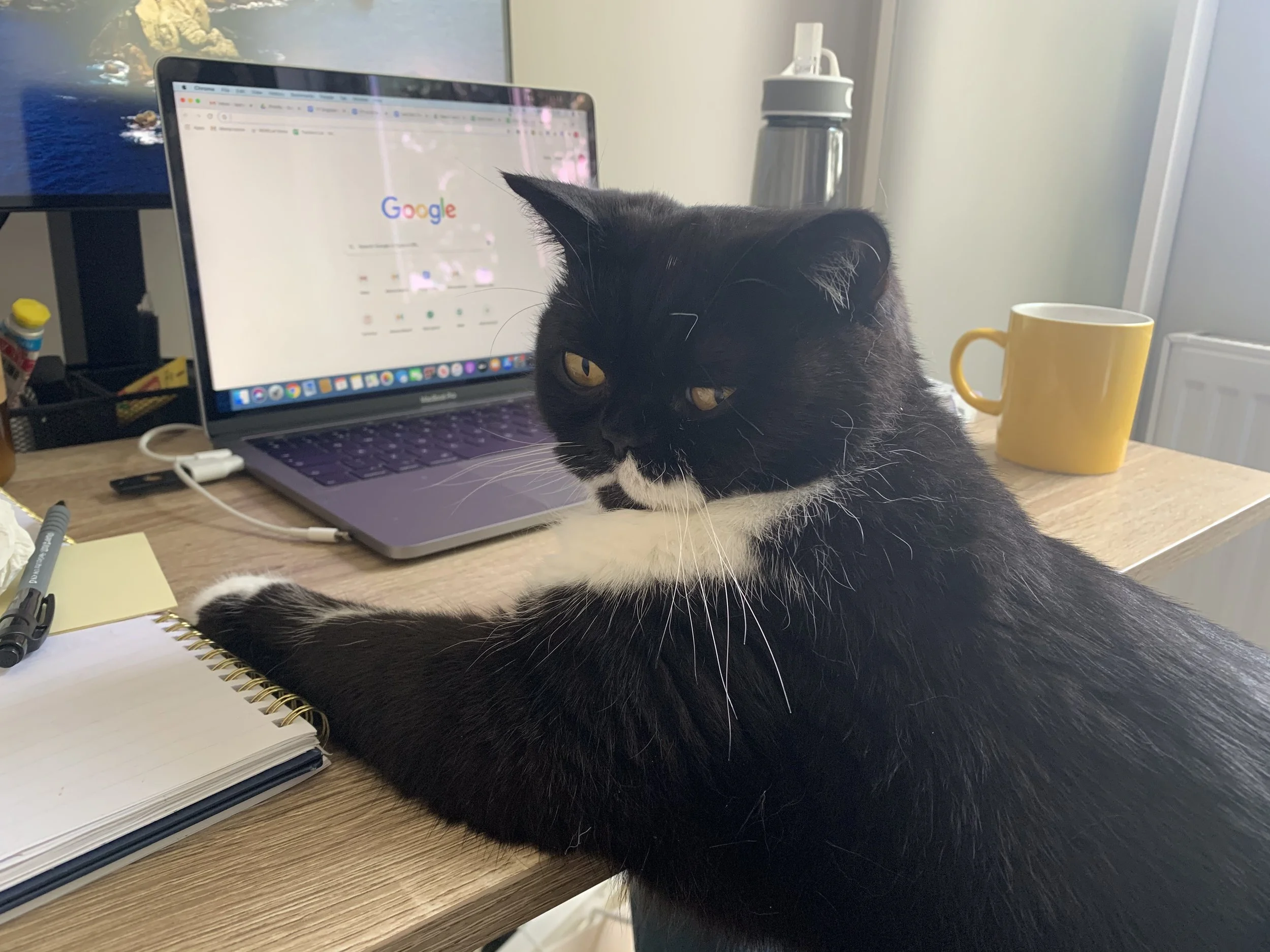 Black and white cat at home desk – professional cat sitting services