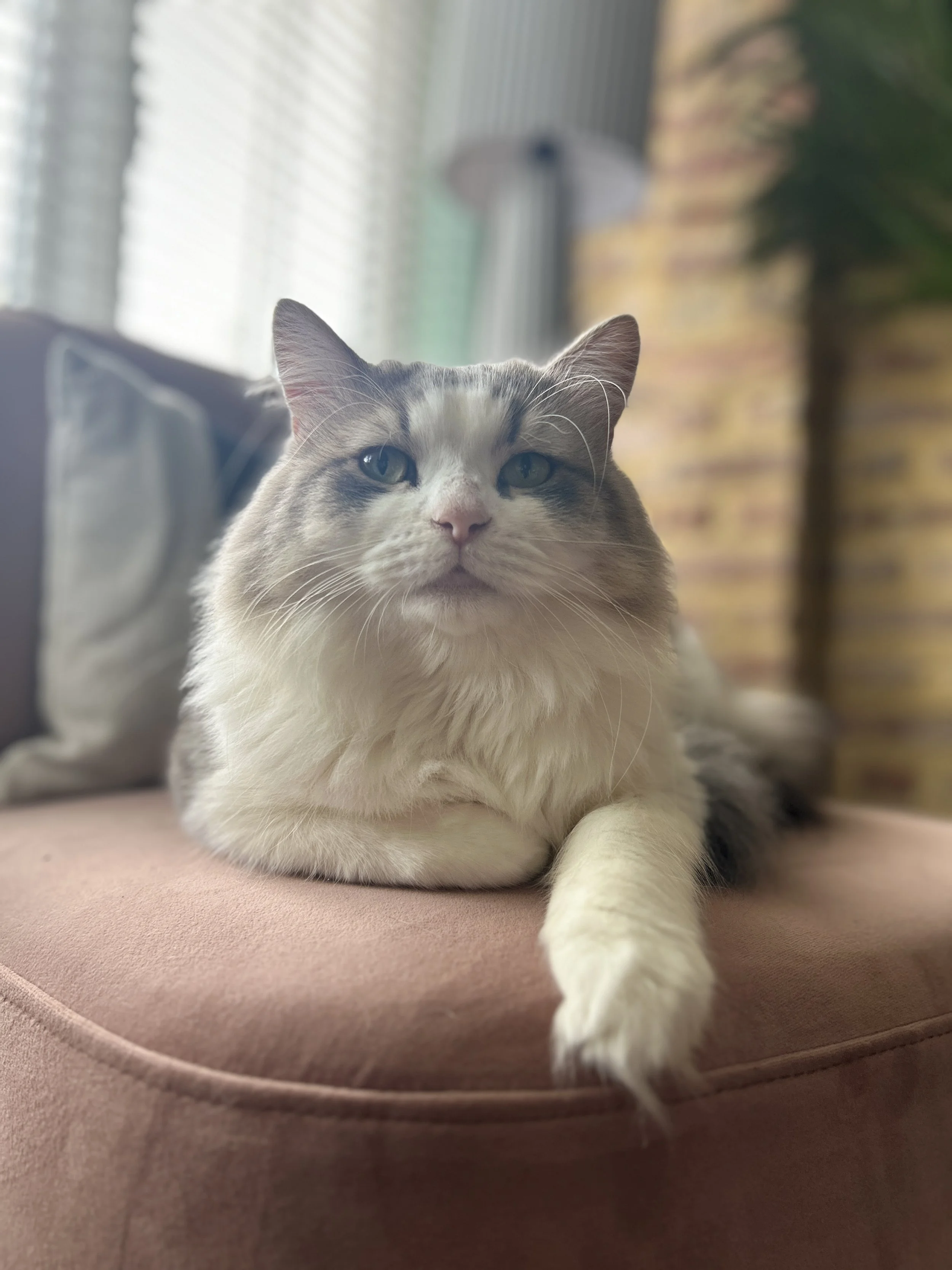 Relaxed long-haired cat at home – cat sitting visit in Walthamstow