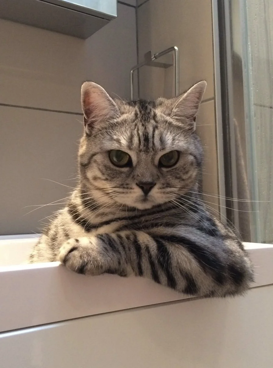 Gray tabby cat indoors – trusted cat sitter Highams Park