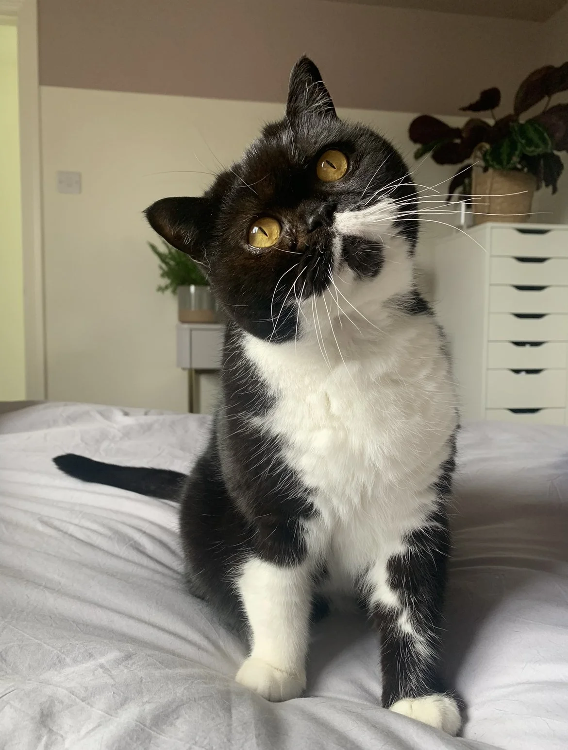 Black and white cat at home – cat sitting visit in Walthamstow