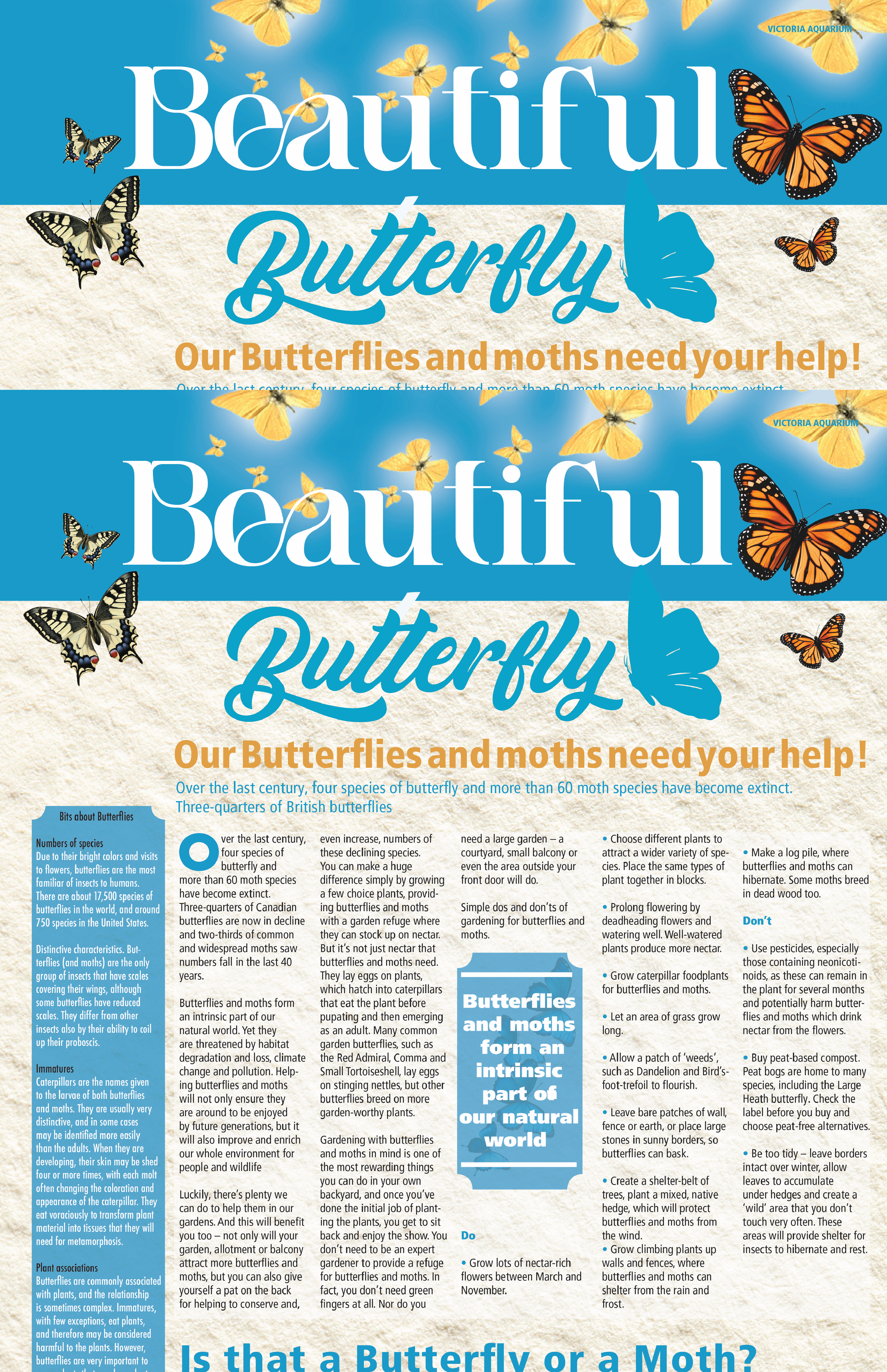 BEAUTIFUL BUTTERFLIES