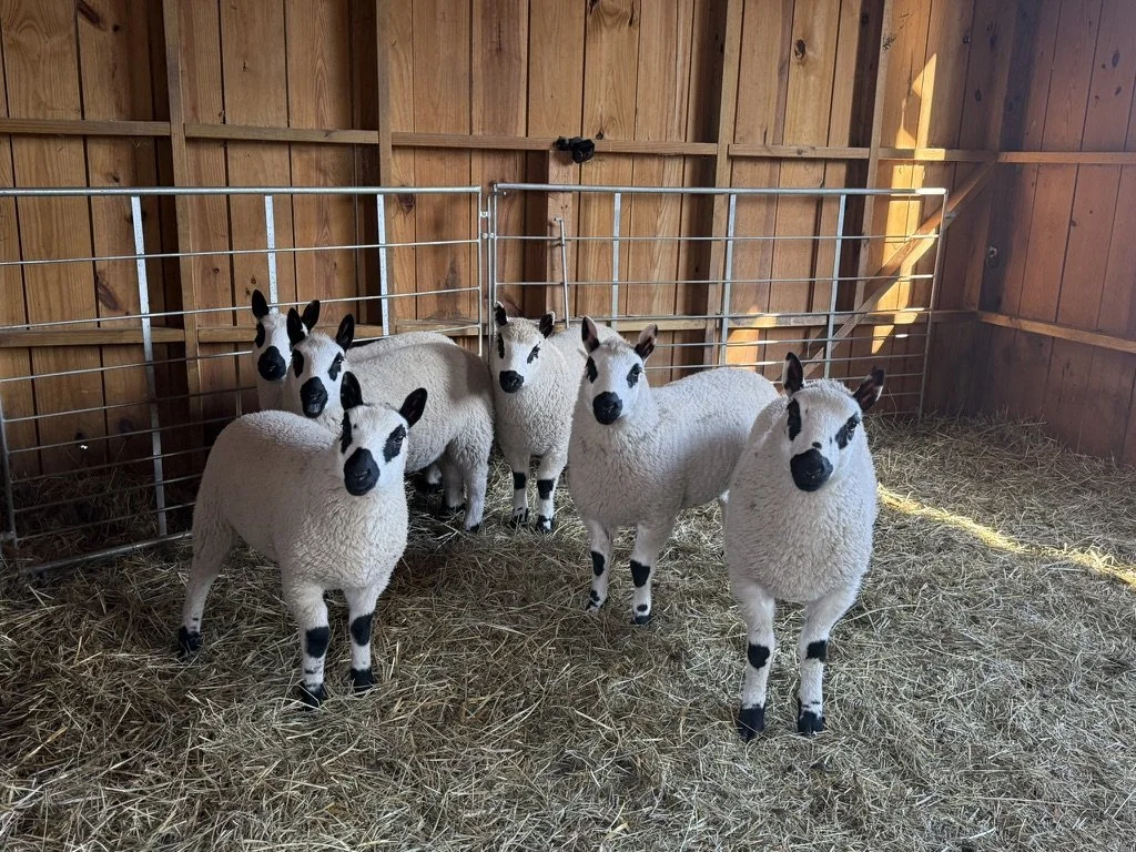 Six Kerry Hill sheep with white wool and black faces and legs standing inside a wooden barn with hay on the floor.