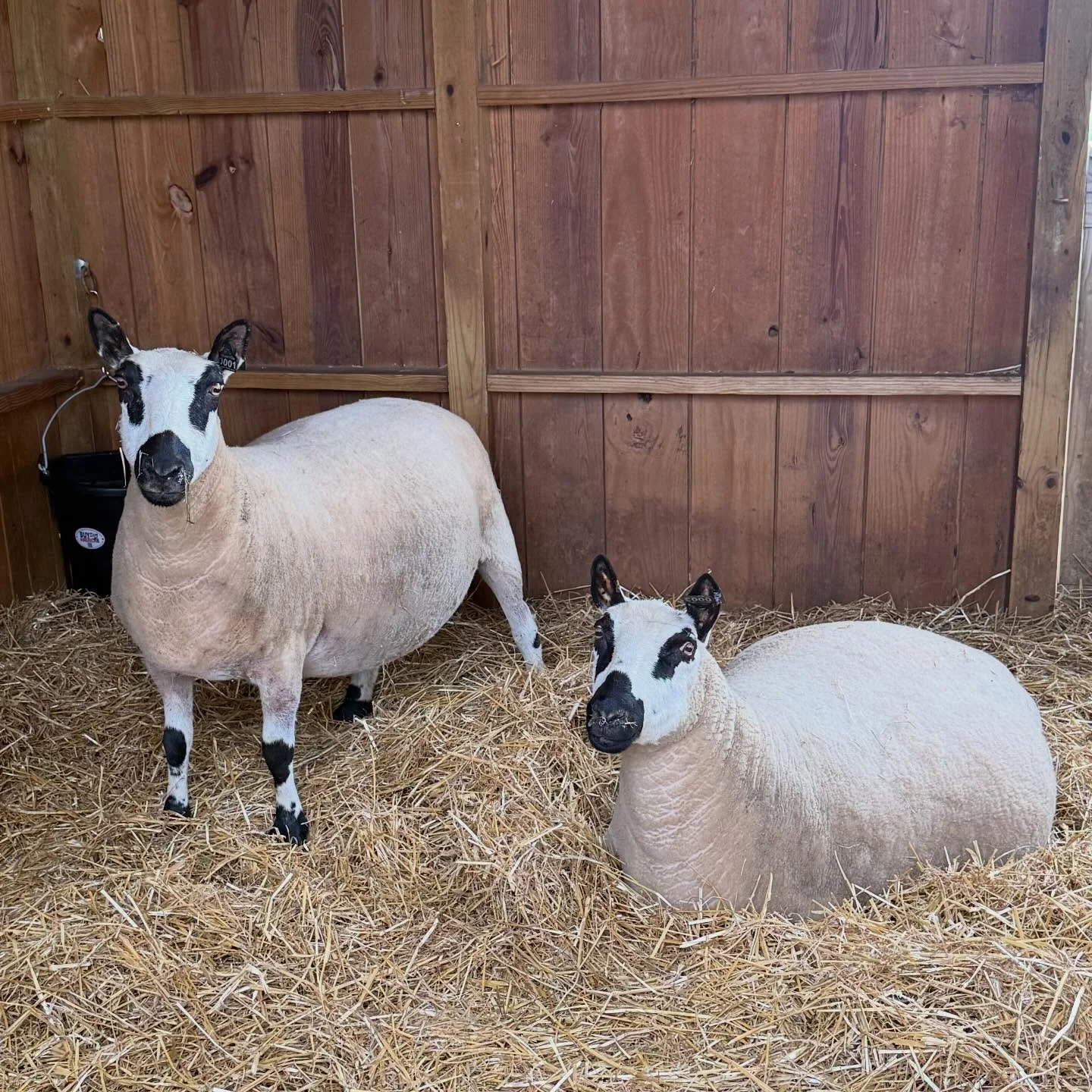 A couple of our pregnant ladies tucked away in the barn ready to pop!  Hoping for healthy and stellar lambs soon 🤞

#kerryhillsheep #kerryhillsheepsociety #kerryhills#kerryhillsheepusa