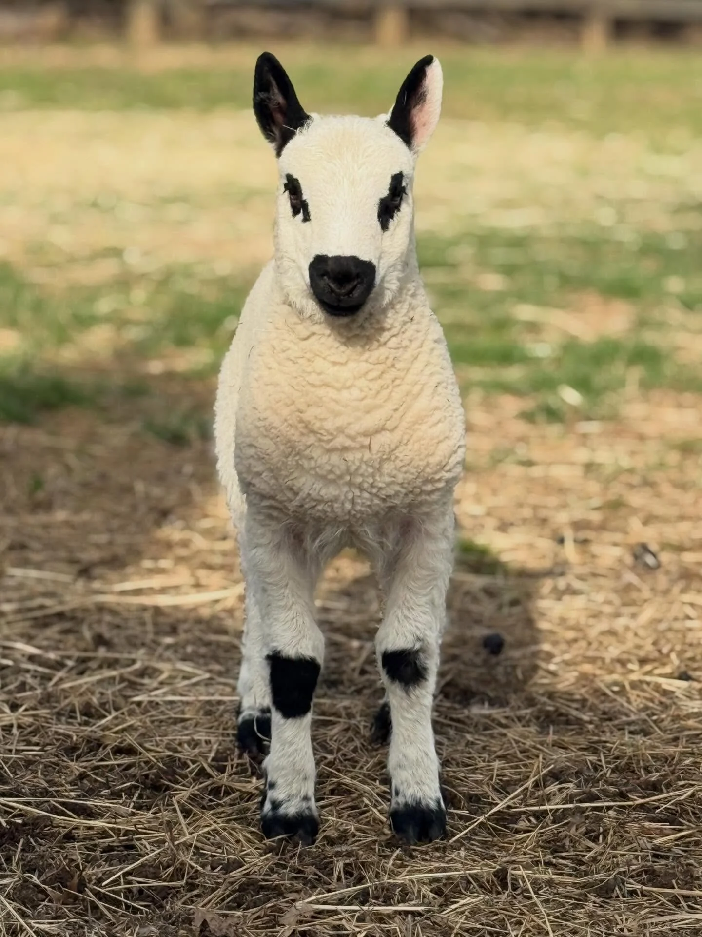 Handsome guy 😍 Upperville Bradshaw, 100% Kerry Hill ram lamb.

#kerryhill #kerryhillsheep #kerryhillsheepsociety #americankerryhillsheepsociety #farm