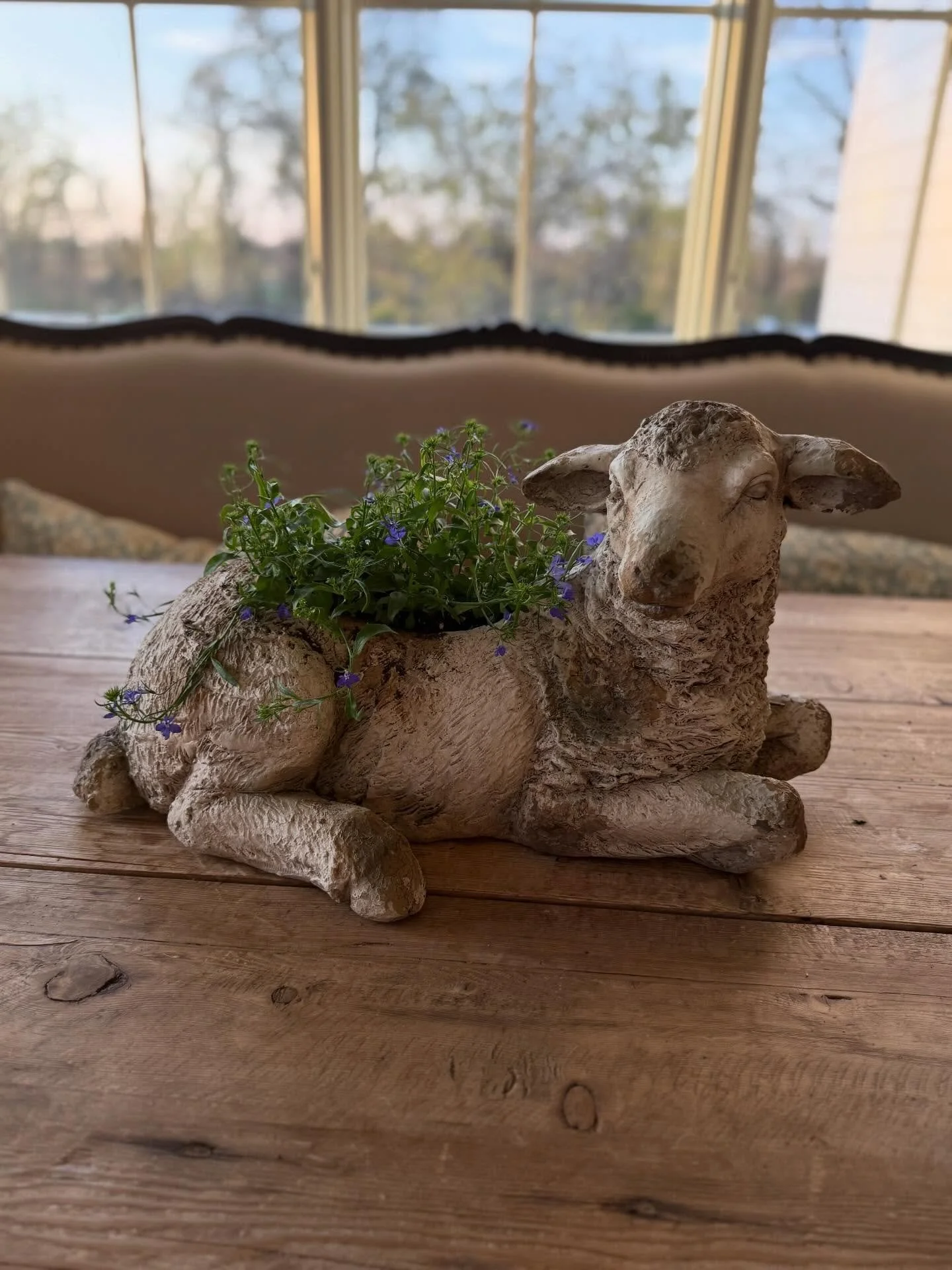 Loving this gorgeous sheep planter ❤️

#sheep #kerryhillsheep #kerryhillsheepsociety #farm #farmlife
