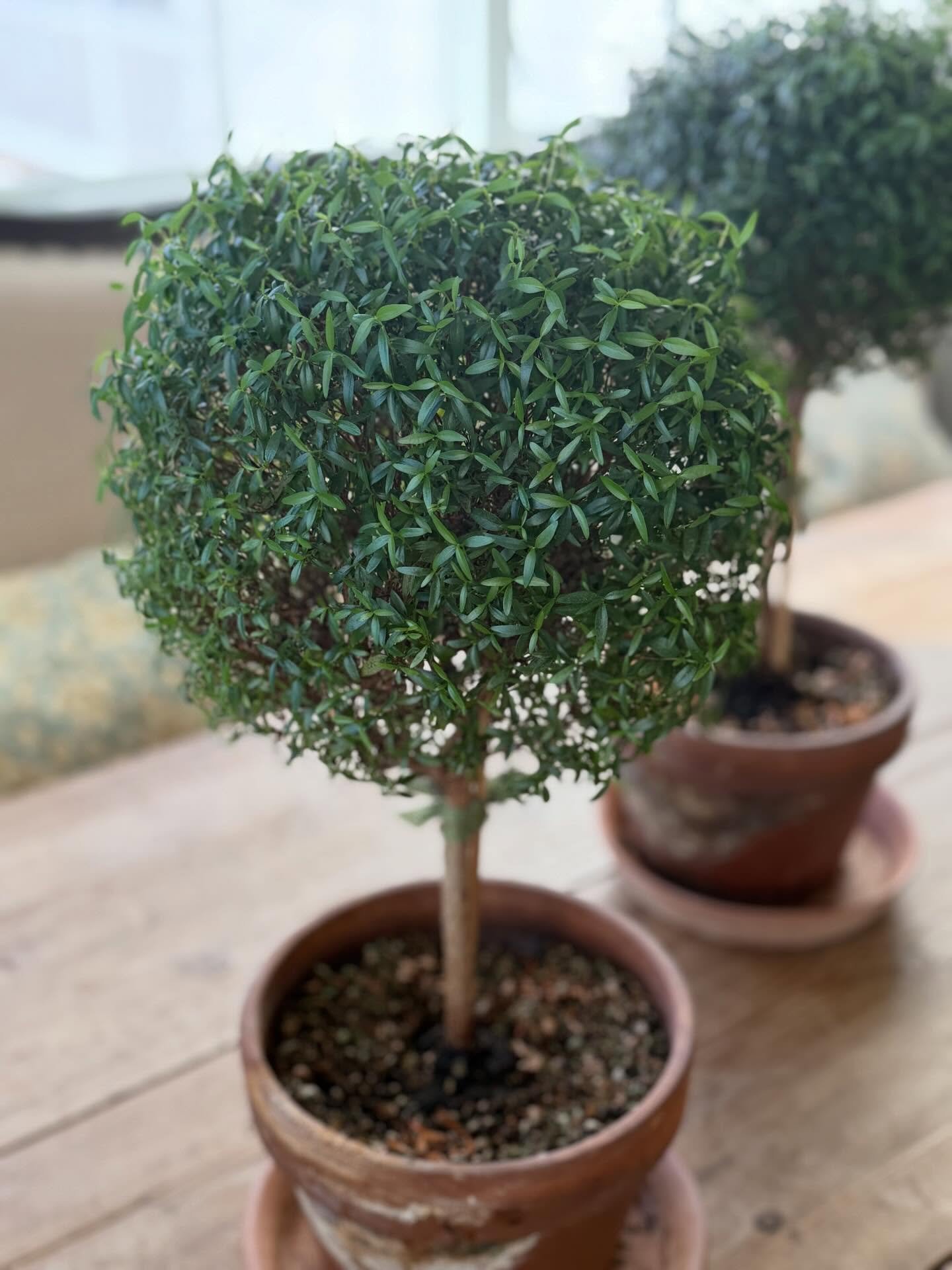 I&rsquo;m totally inspired to up my topiary game after a great class at @abernethyspencer with @the_hunt_country_gardeners. These girls are about to get a good trim!  Thanks to @terriersandtopiaries for showing me the light 🤣

#topiaries #topiarieso