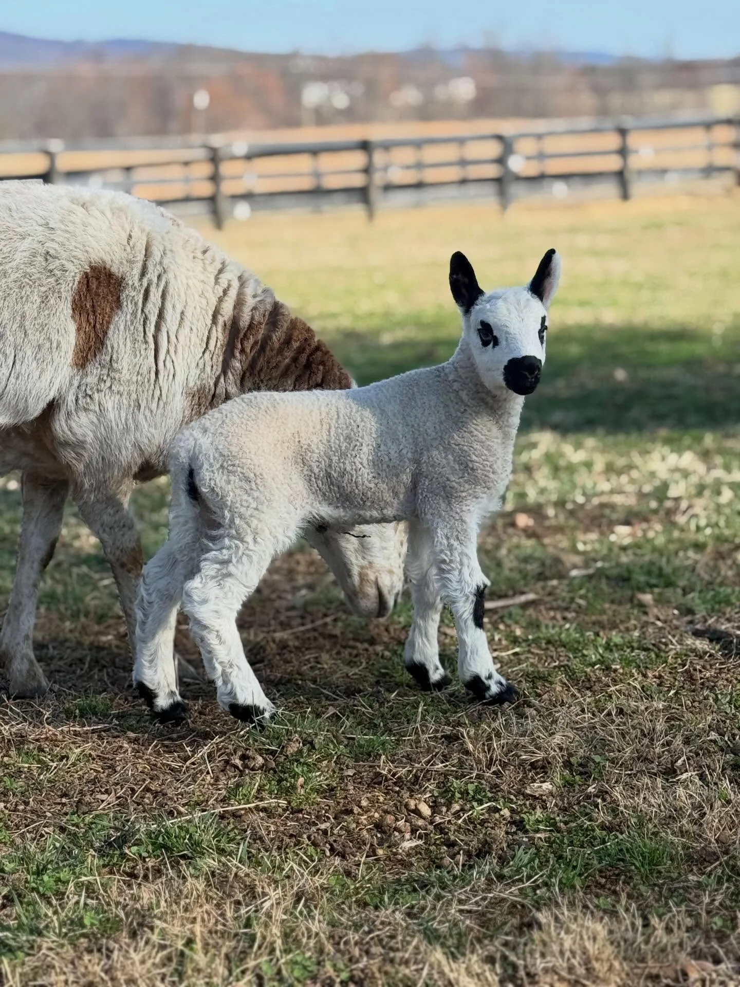 Welcome &ldquo;Upperville Bradshaw&rdquo; to the flock. This 100% Kerry Hill ram lamb was born thanks to imported genetics from the UK. Sired by Downwood Moses (Downwood Flock of Kerry Hill Sheep) x Upperville High Note (Marlbrook x Whitfield ewe (Wh
