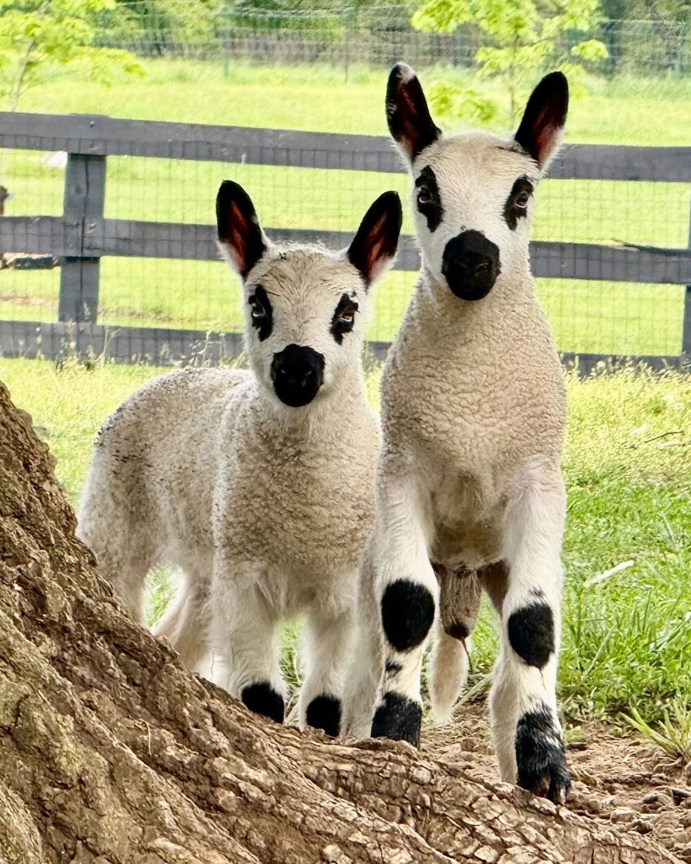 A couple of gorgeous F4 lambs born last week..sired by Carpenter Ace.

@chris23041994 #kerryhillsheep #kerryhillsheepsociety #kerryhillsheeponinstagram #sheep #lambs