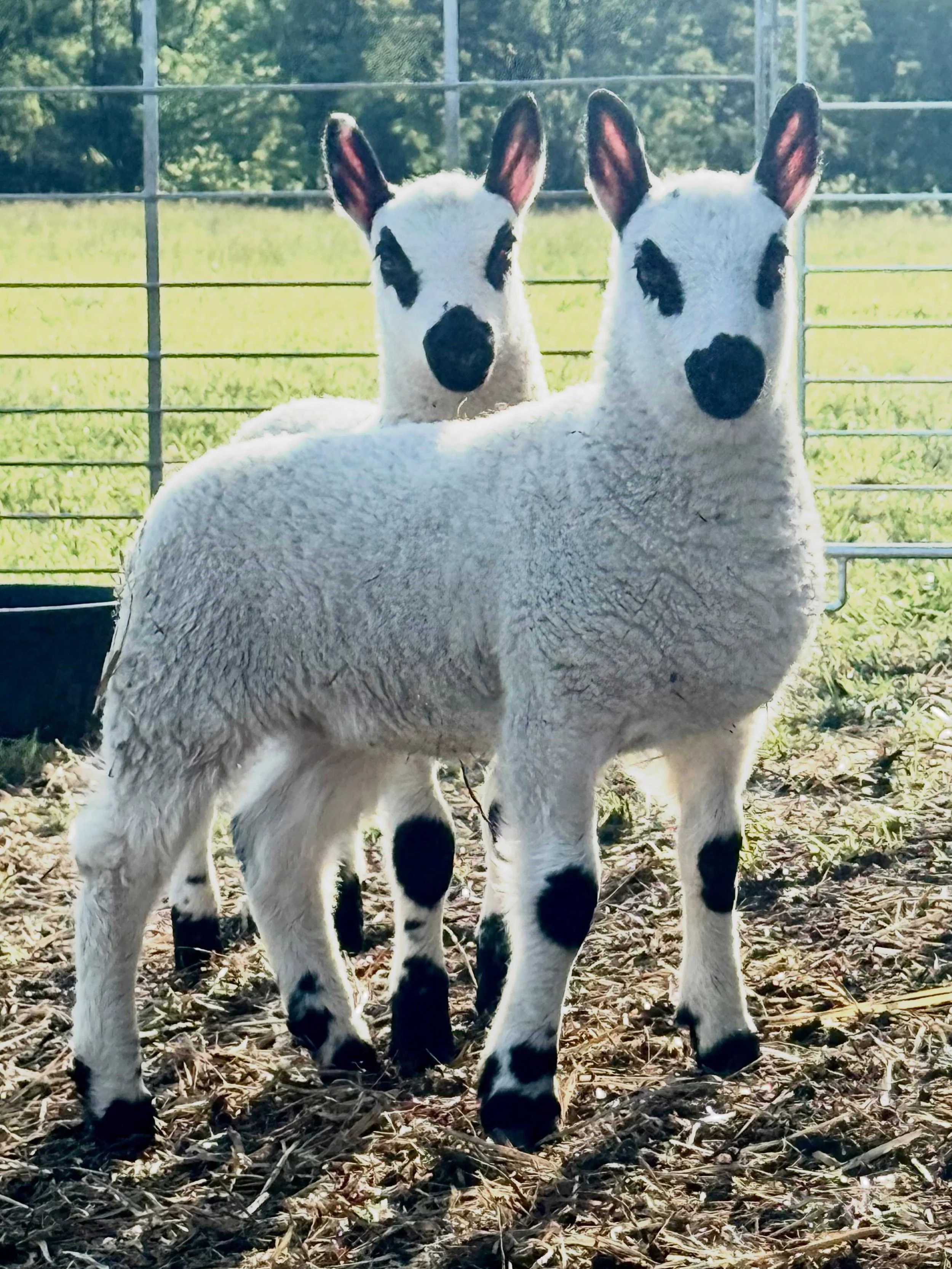 These two sure know how to strike a pose! Nice pair of lambs sired by Carpenters Ace. 

#kerryhillsheep #kerryhillsheepsociety #kerryhillsofinstagram #kerryhills #farmlife