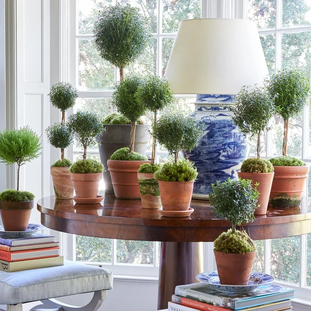 Indoor scene with potted plants on a round wooden table, large blue China vase with a lamp, a window with trees outside, and stacked books.