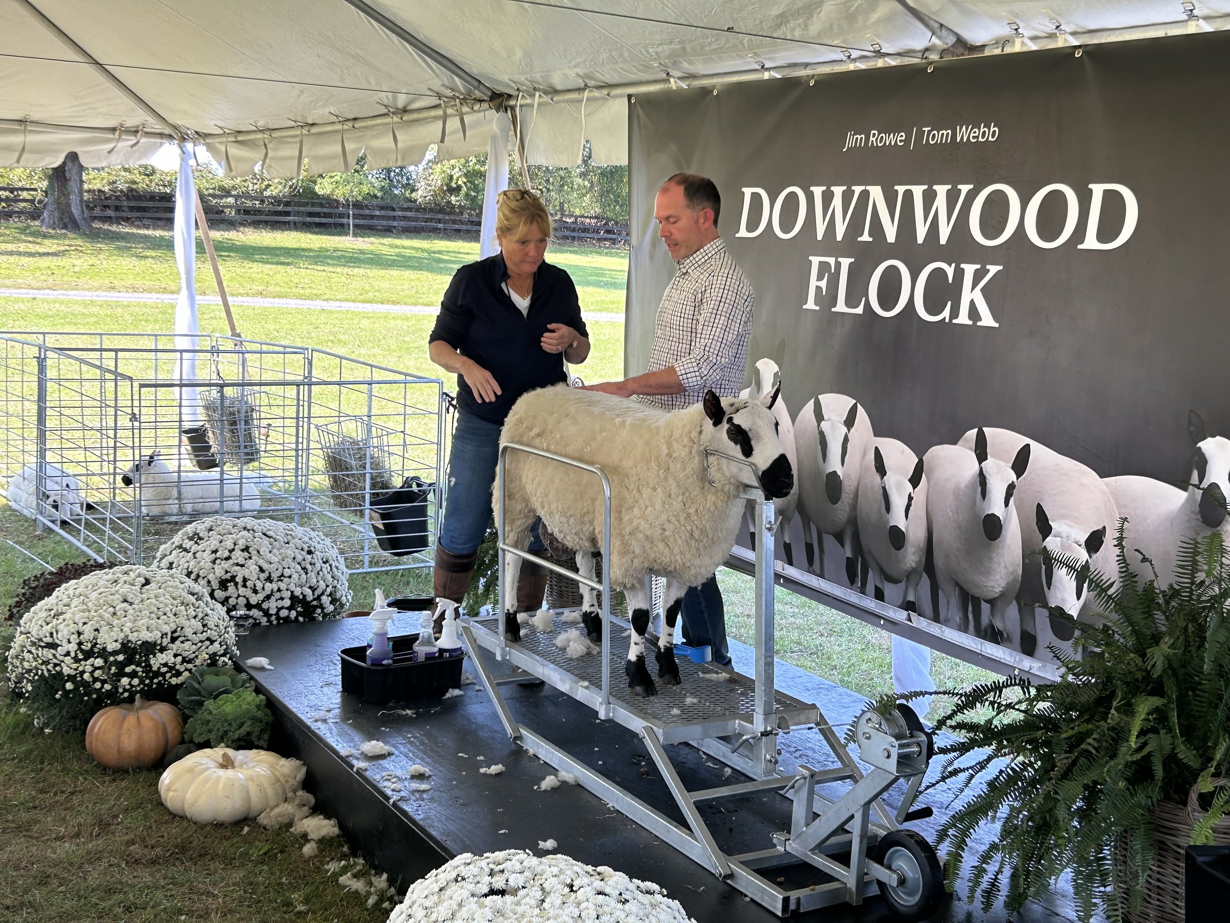 A woman and a man are standing inside a tent, grooming a sheep on a grooming table at an outdoor event. The woman is wearing a black shirt and jeans, while the man is in a checkered shirt. There are white pumpkins, flowers, and greenery outside the tent. A large black banner on the side reads "Downwood Flock" with the names Jim Rowe and Tom Webb.
