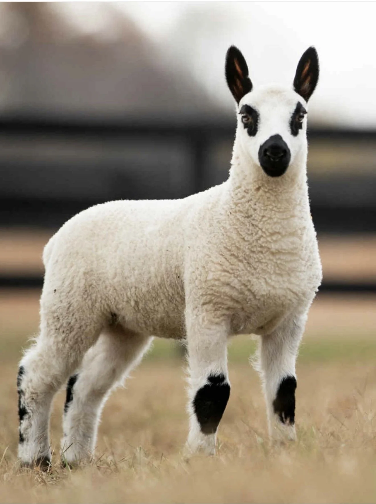 A Kerry Hill lamb.