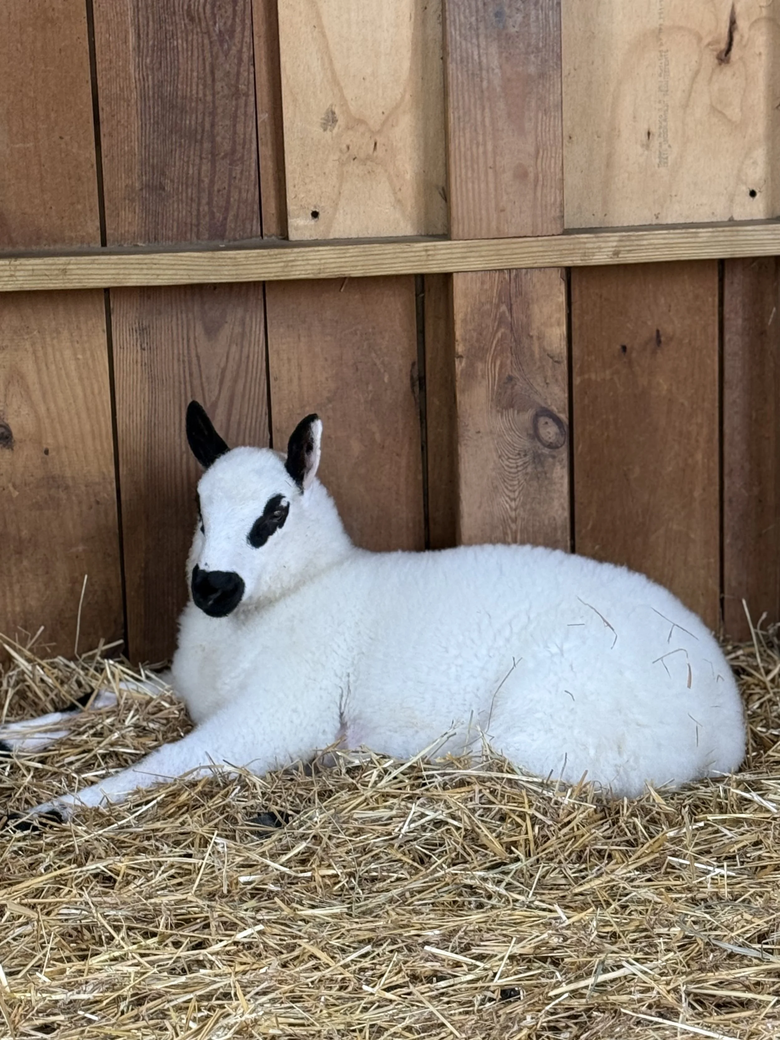 A white baby lamb with black markings on its face and ears, lying on a bed of straw inside a wooden barn or pen.