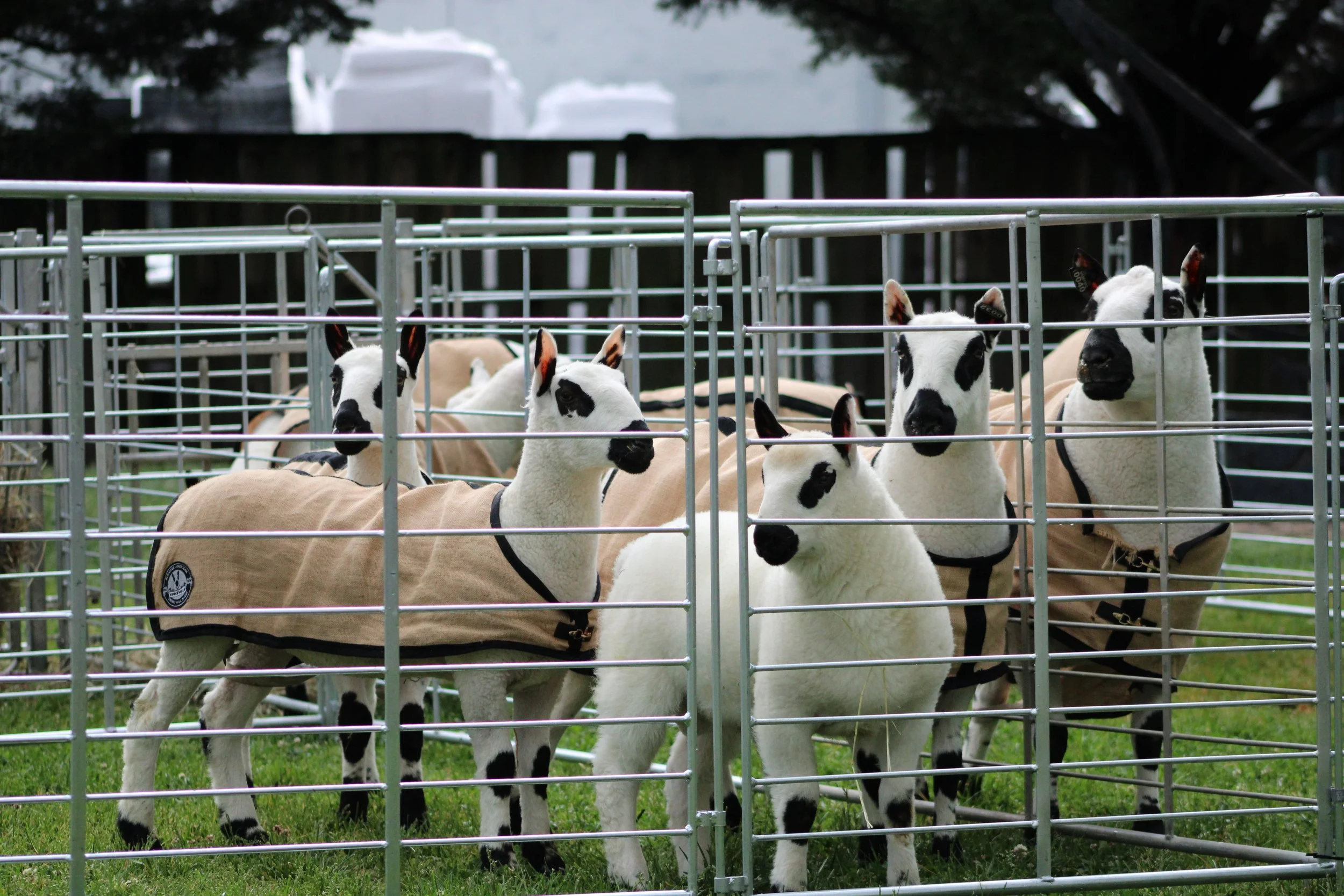 Several llamas with black spots on white and tan fur inside a metal enclosure on grass. Some llamas are looking towards the camera, while others are lying on the ground or looking away. The background shows trees and a wooden fence.