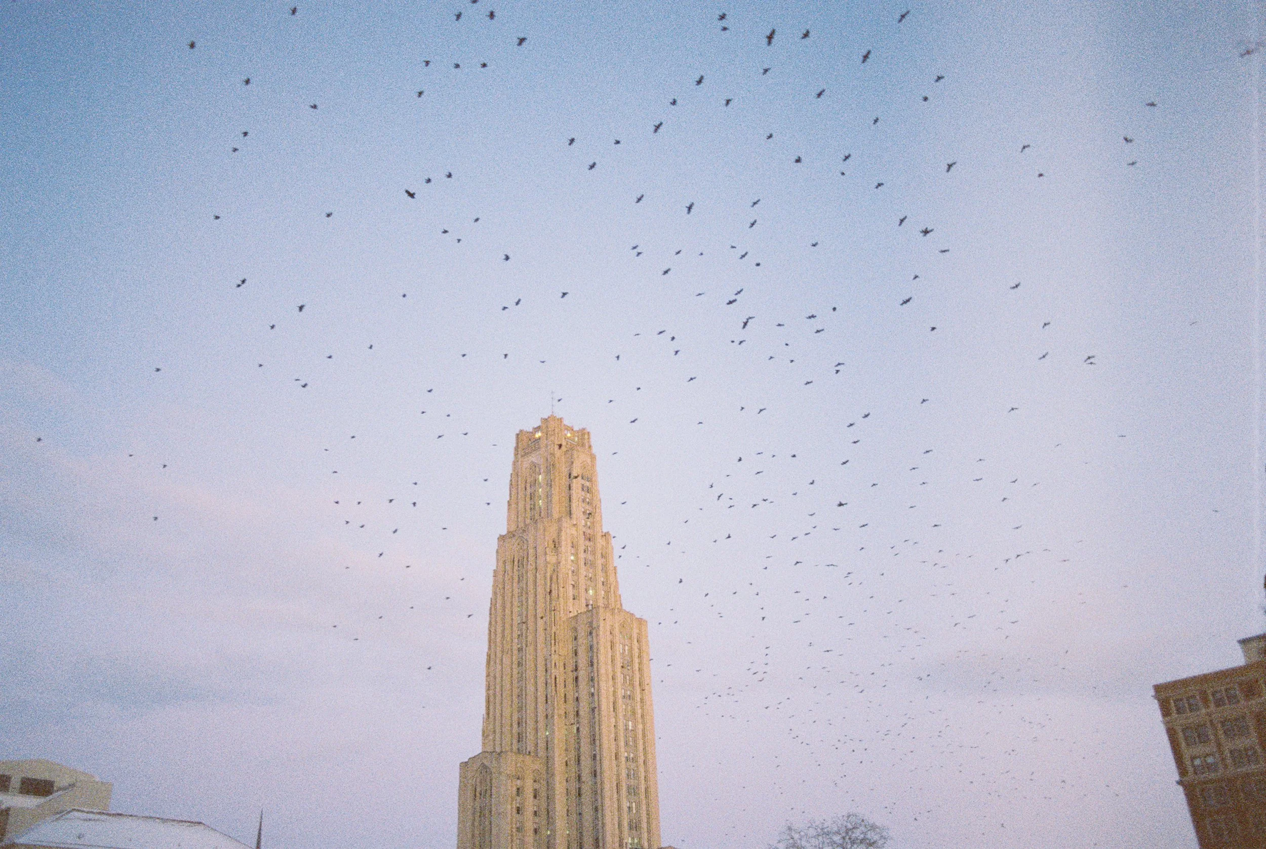 A tall skyscraper with a tower-like top surrounded by a large flock of birds flying in the sky during twilight.