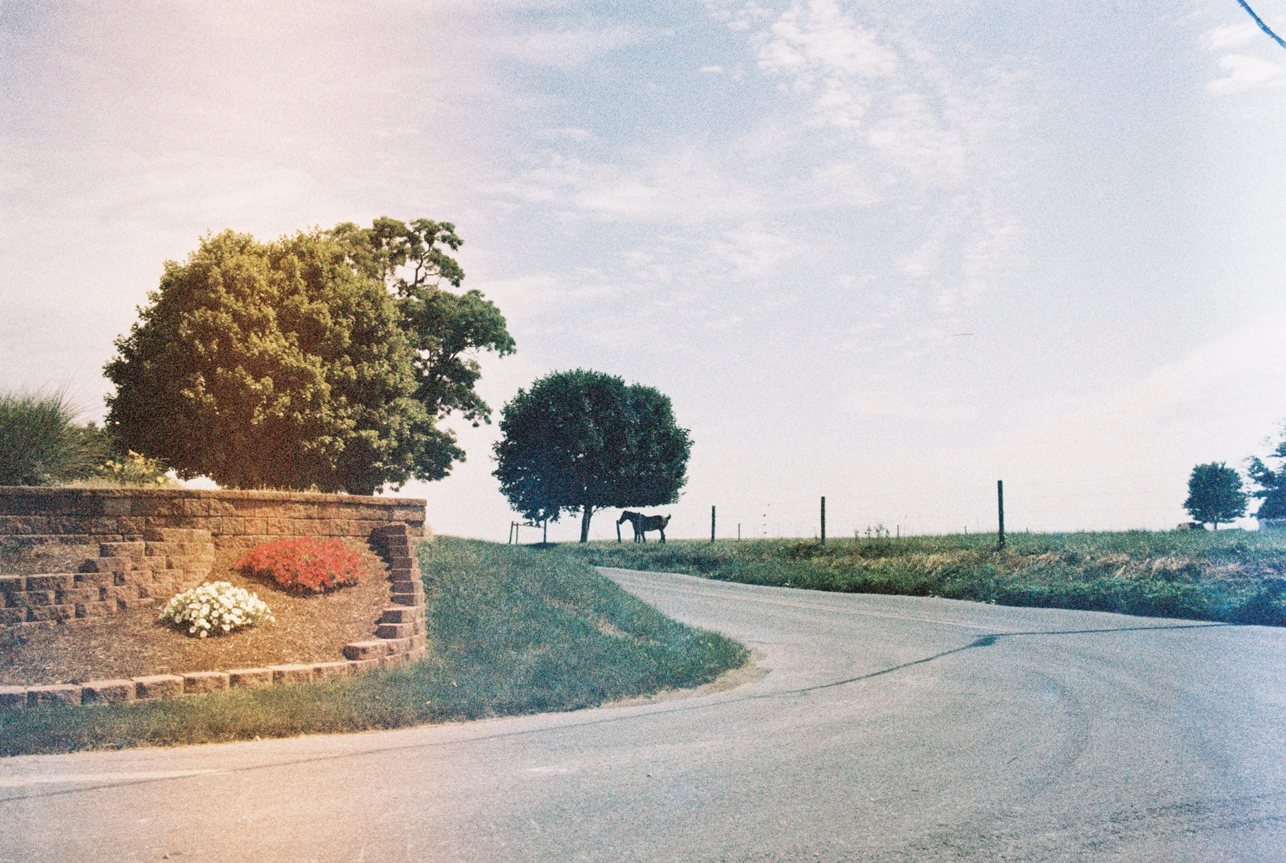 A peaceful rural scene with a curved driveway, a large tree, smaller trees, a horse grazing, a stone-bordered flower bed with red and white flowers, and a clear sky with some clouds.