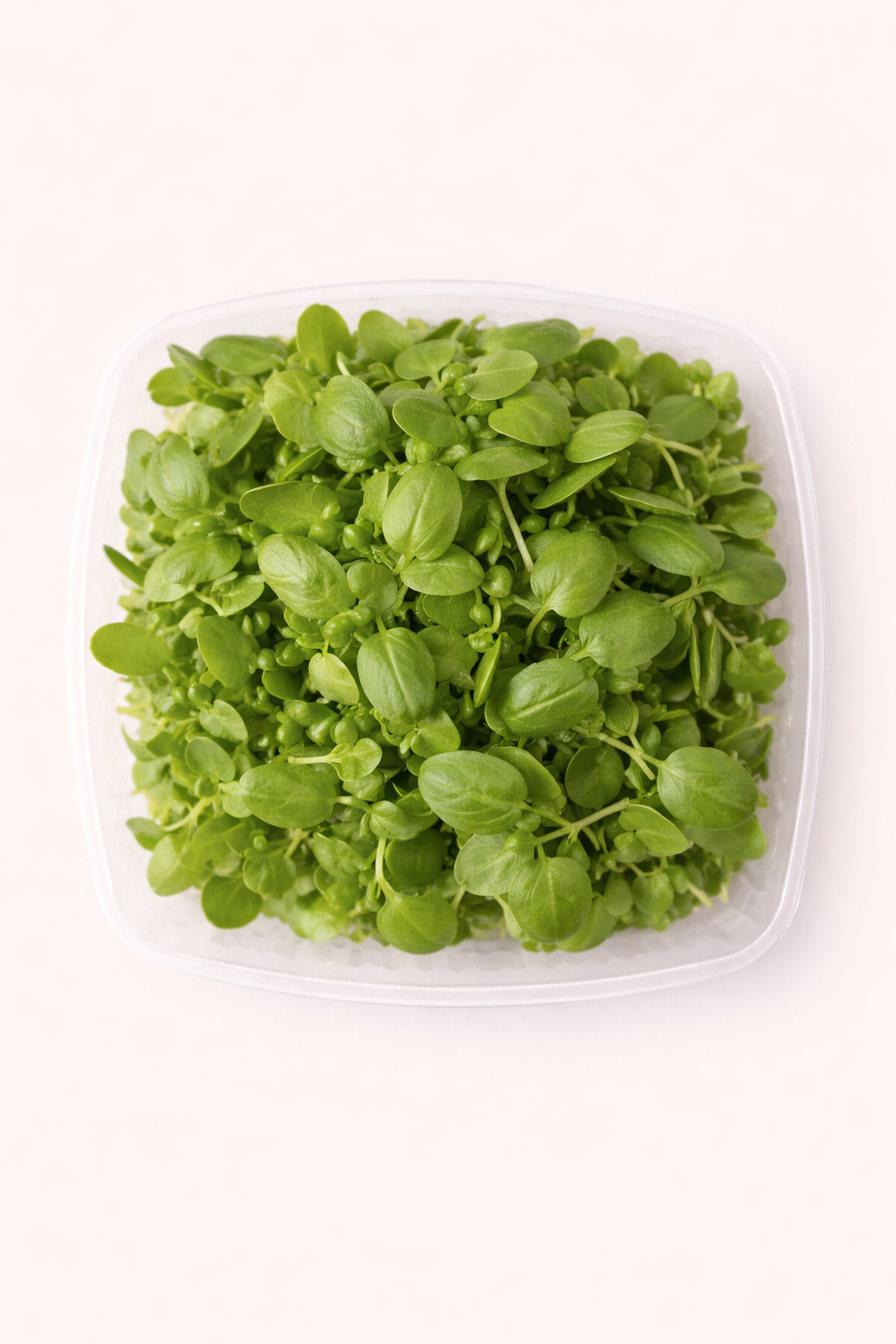 Microgreens: Basil (4oz)