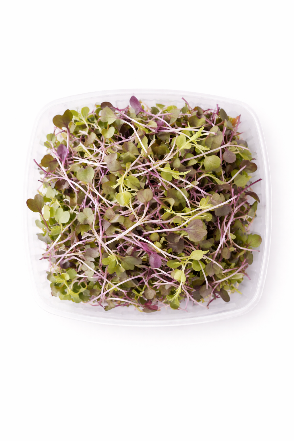 Microgreens: Rainbow Mix (4oz)