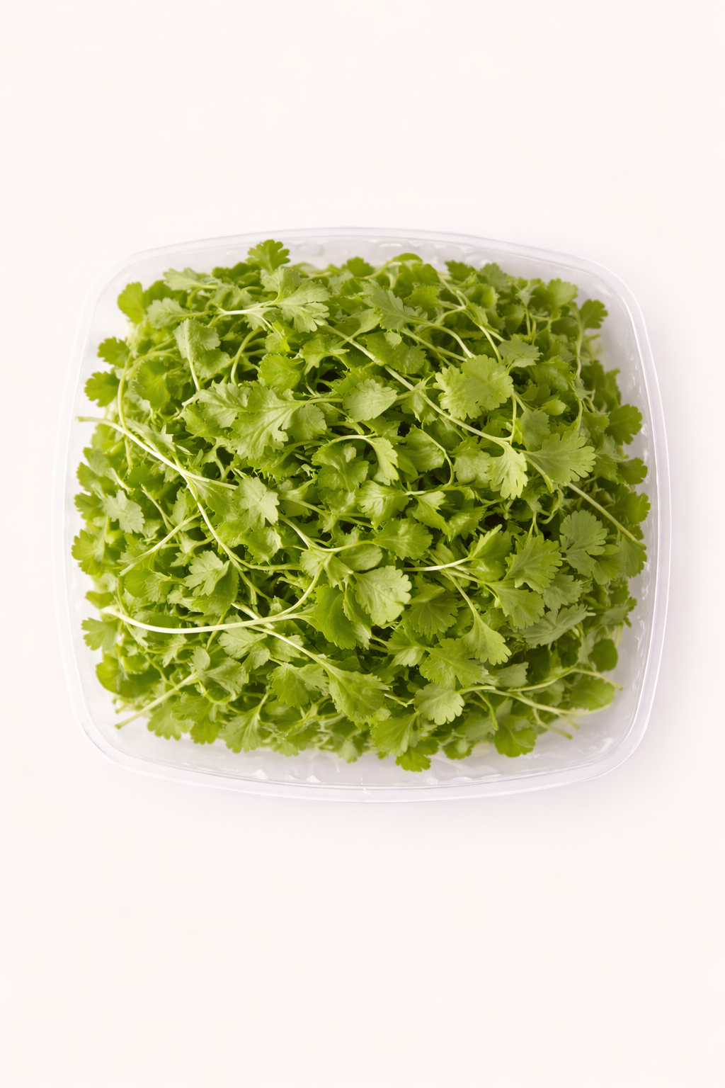 Microgreens: Cliantro (4oz)